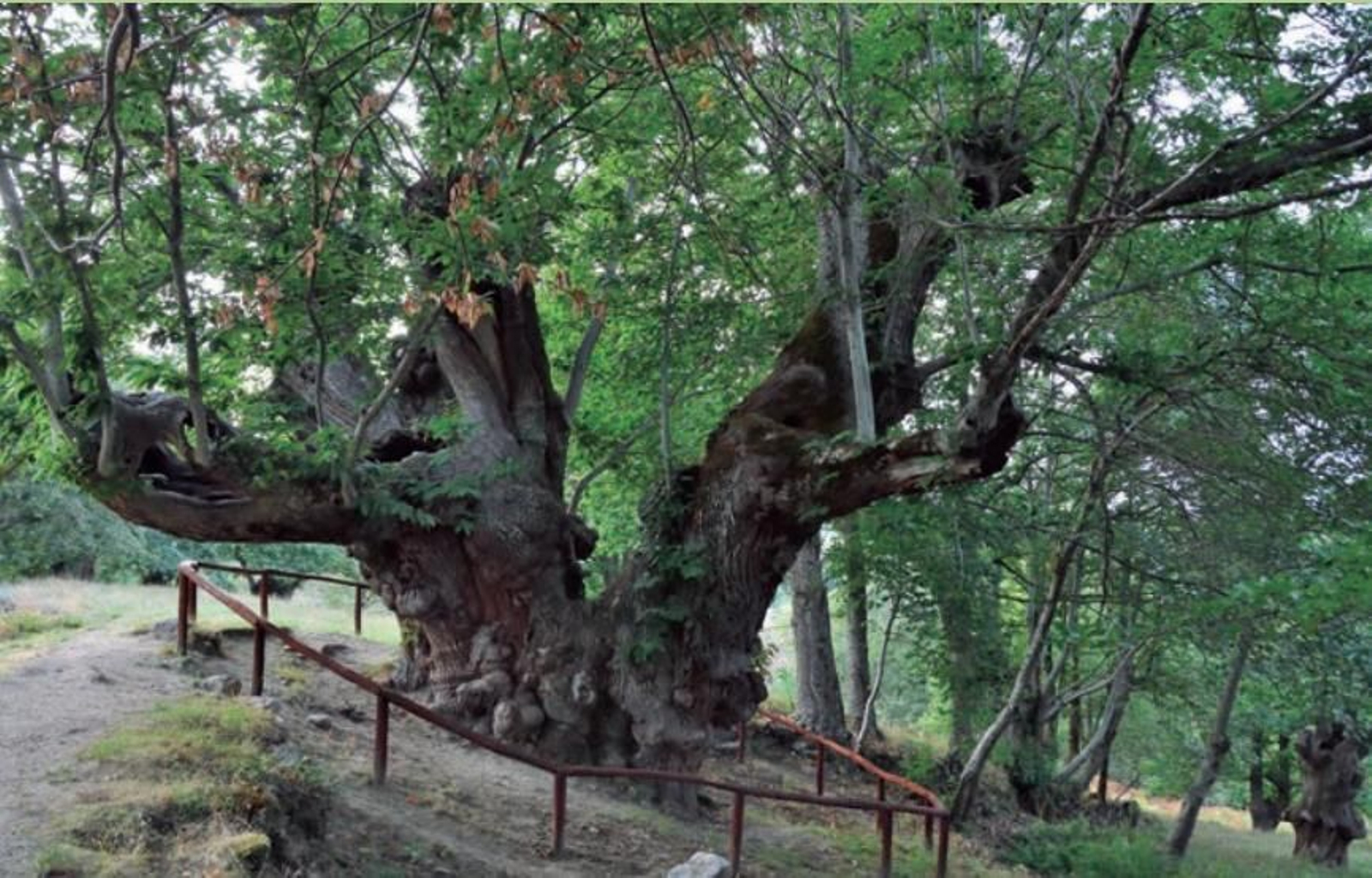 Castaño de Pombariños.