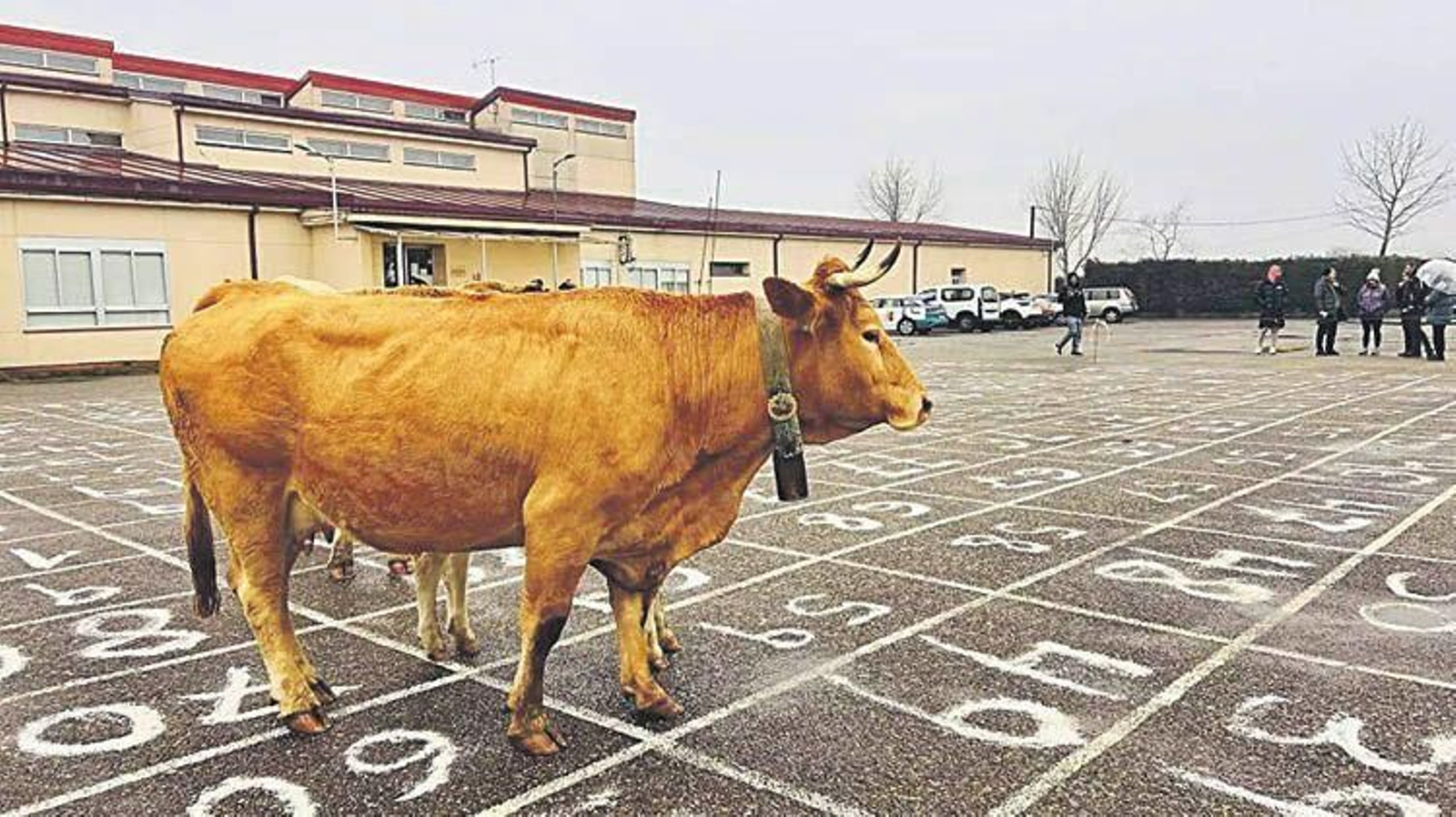 La Caca da Vaca de A Mezquita