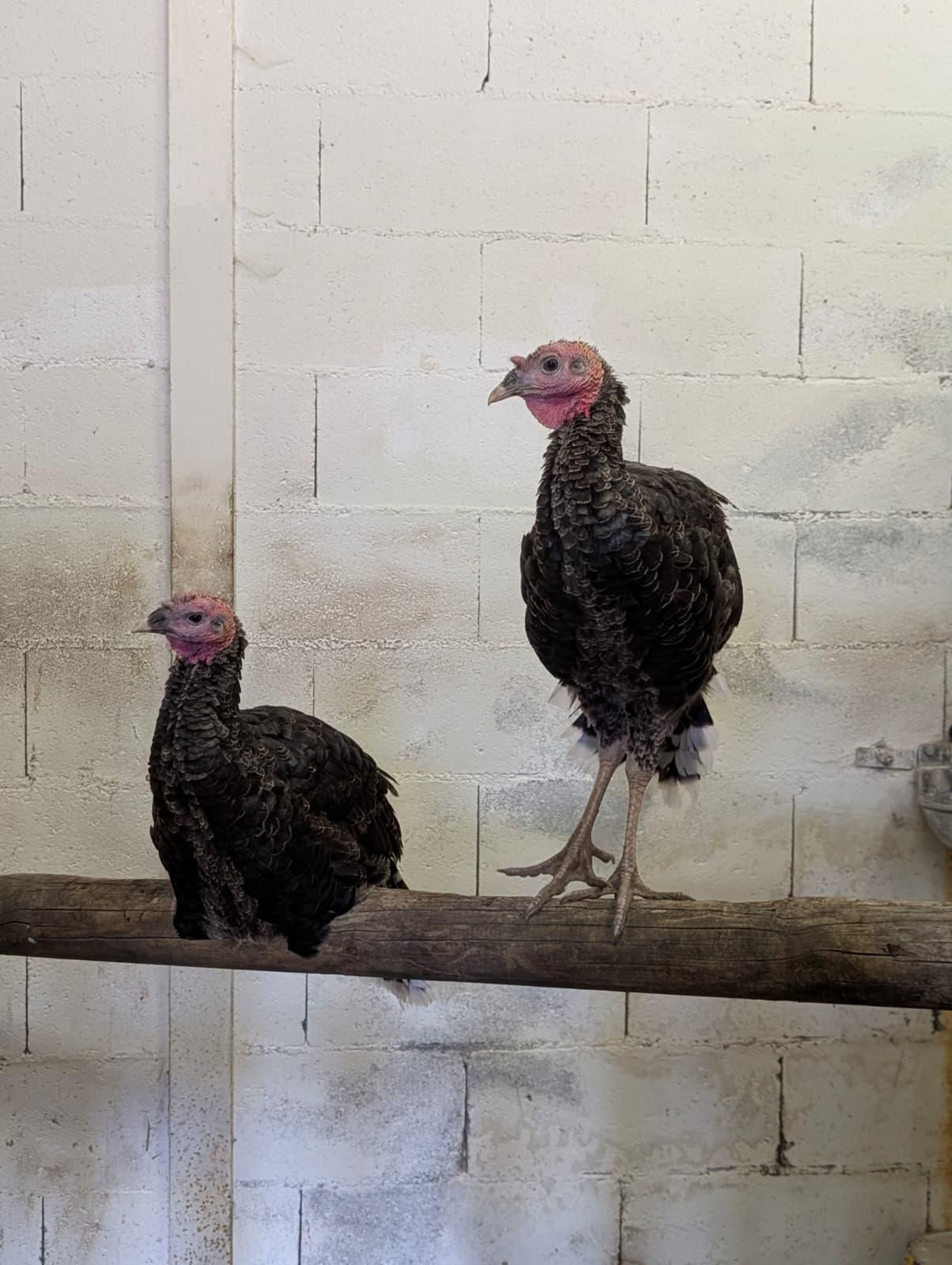 Galería | Gallinas, pavos reales y cabras enanas: los peculiares compañeros de la granja escuela de Manzaneda