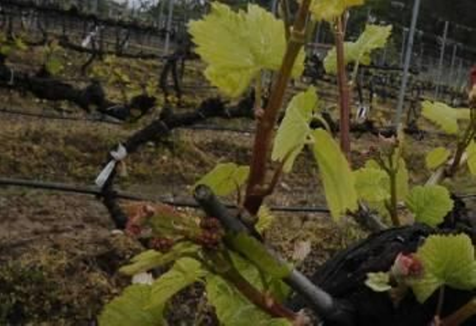 Viñedo de la Estación de Viticultura y Enología de Galicia, situada en Leiro. (Foto: MARTIÑO PINAL)