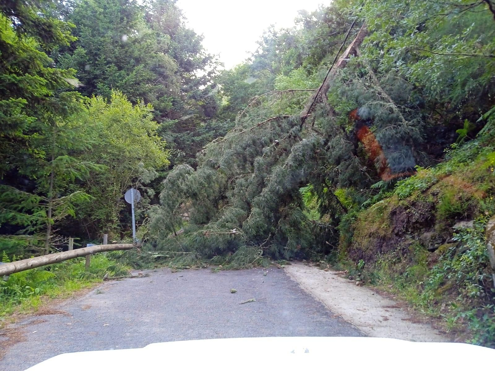 Caída de árboles en Esgos