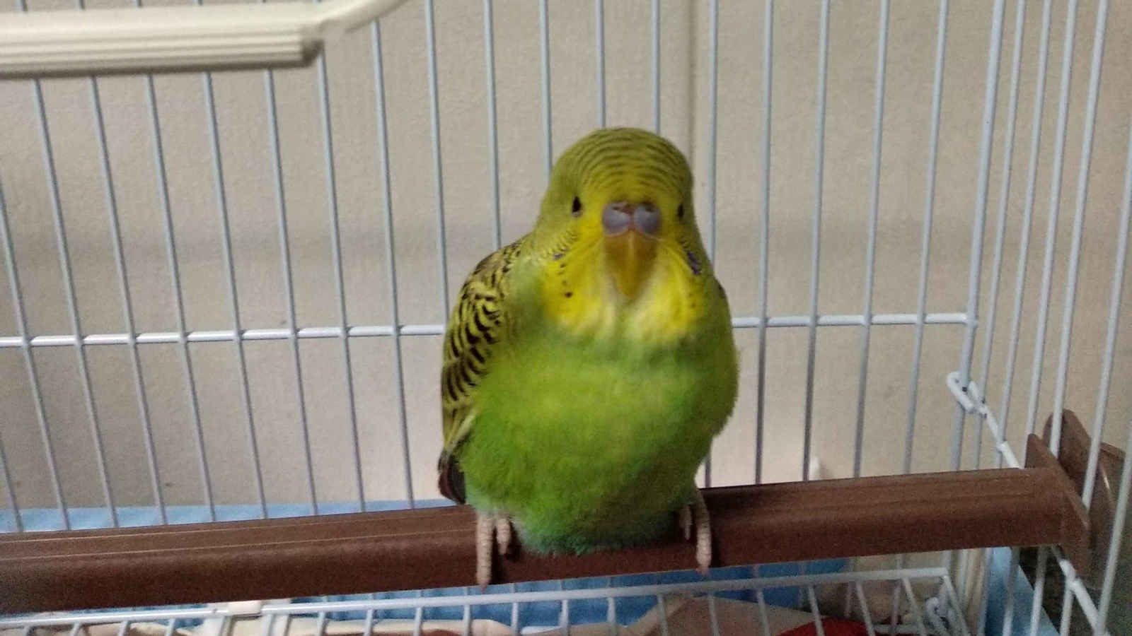 Pichín, el periquito perdido en As Lagoas