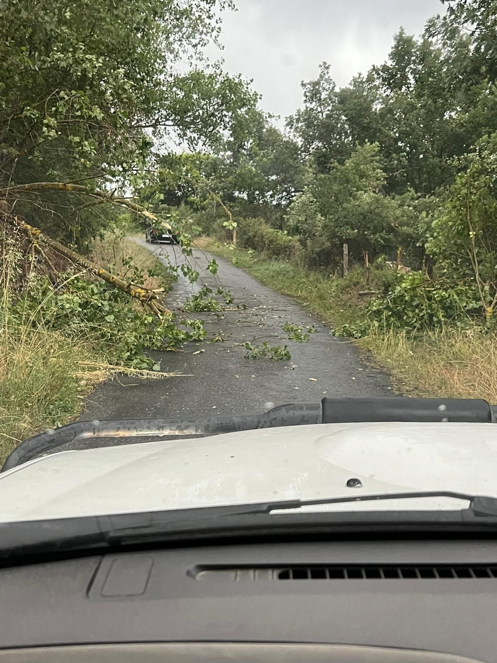 Caída de árboles en Trives.