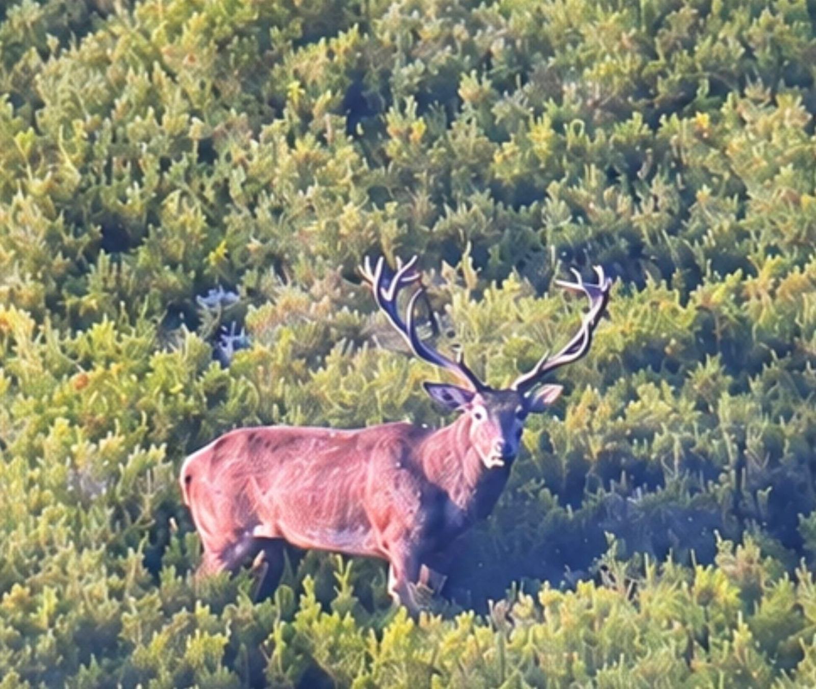 Galería | Así suena el otoño en Ourense: la berrea llena de sonidos las montañas
