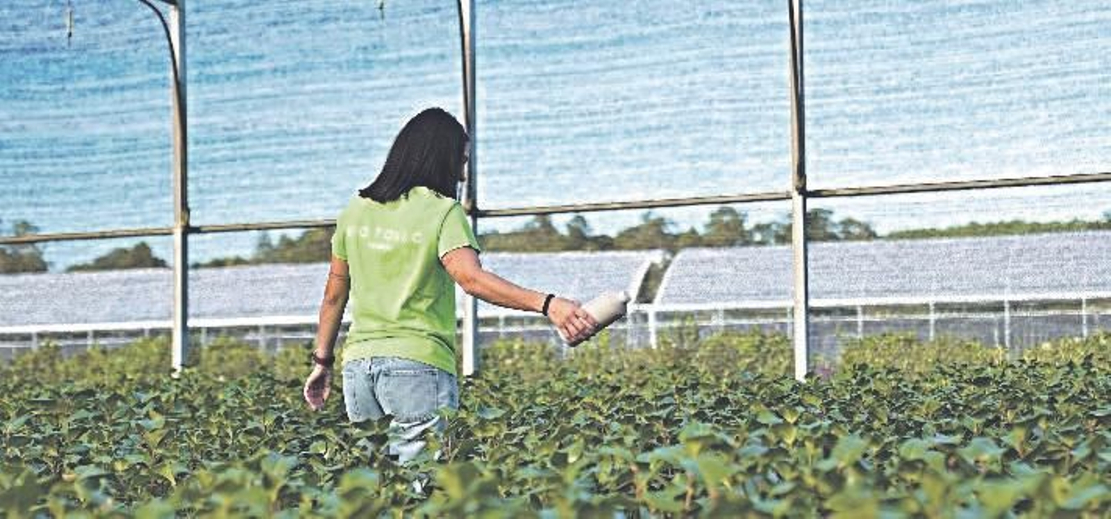 Una trabajadora en el vivero Río Tollo, en Goián, uno de los mayores productores de planta ornamental en España.