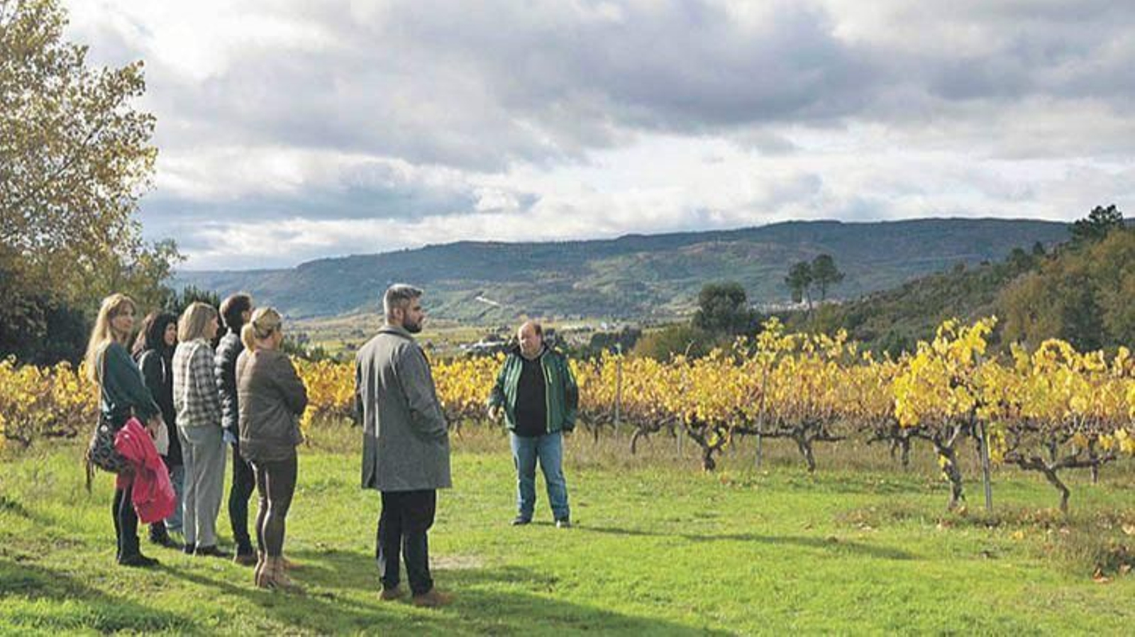 Las viñas de la finca experimental del Inorde.