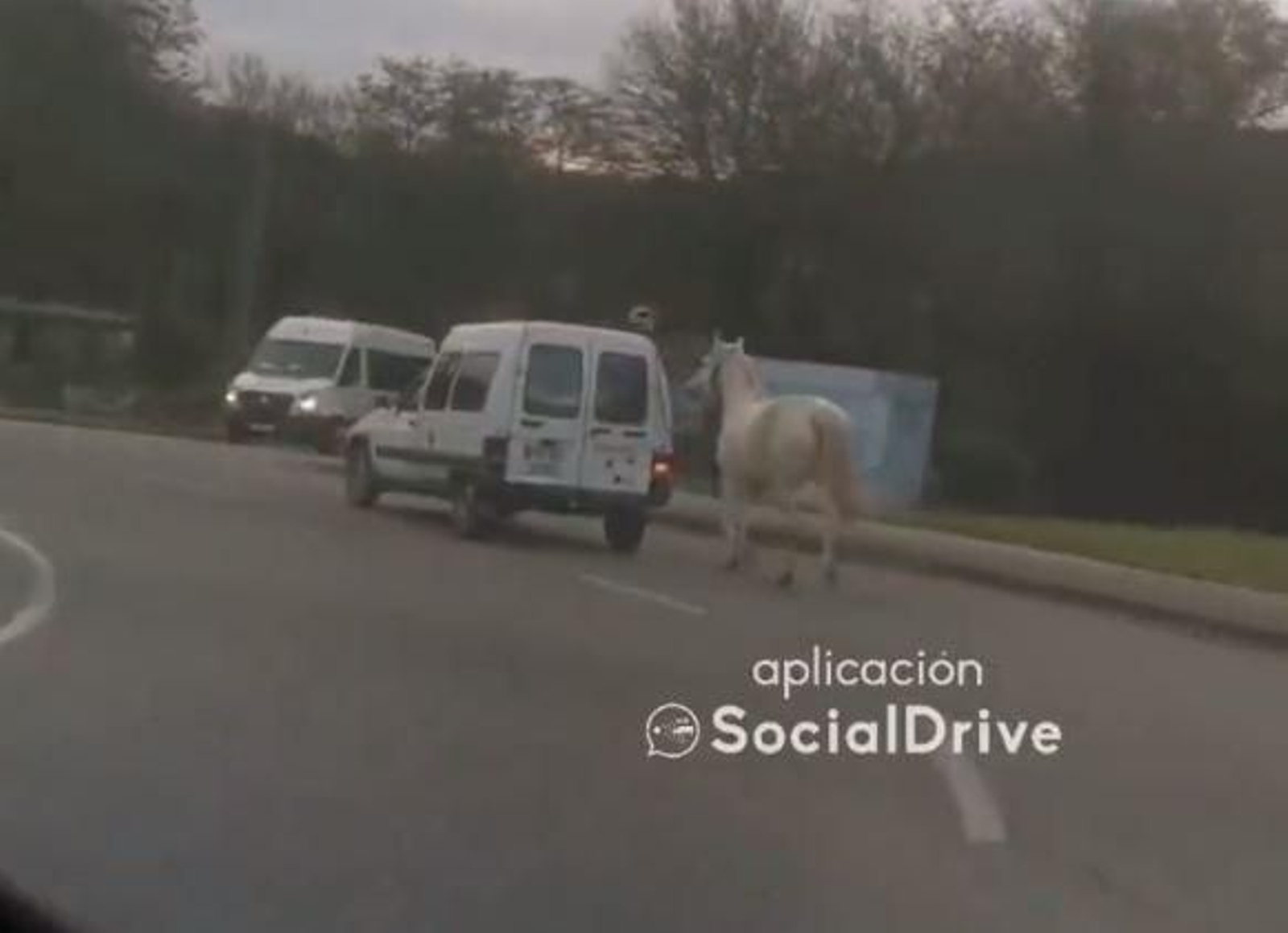 Un caballo arrastrado por una furgoneta
