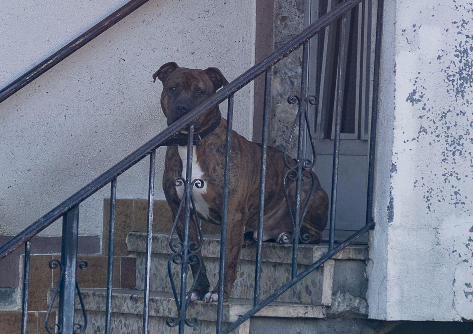 Uno de los perros que atacó a una mujer en Barrio, en el concello de Muíños (Foto: Xesús Fariñas).