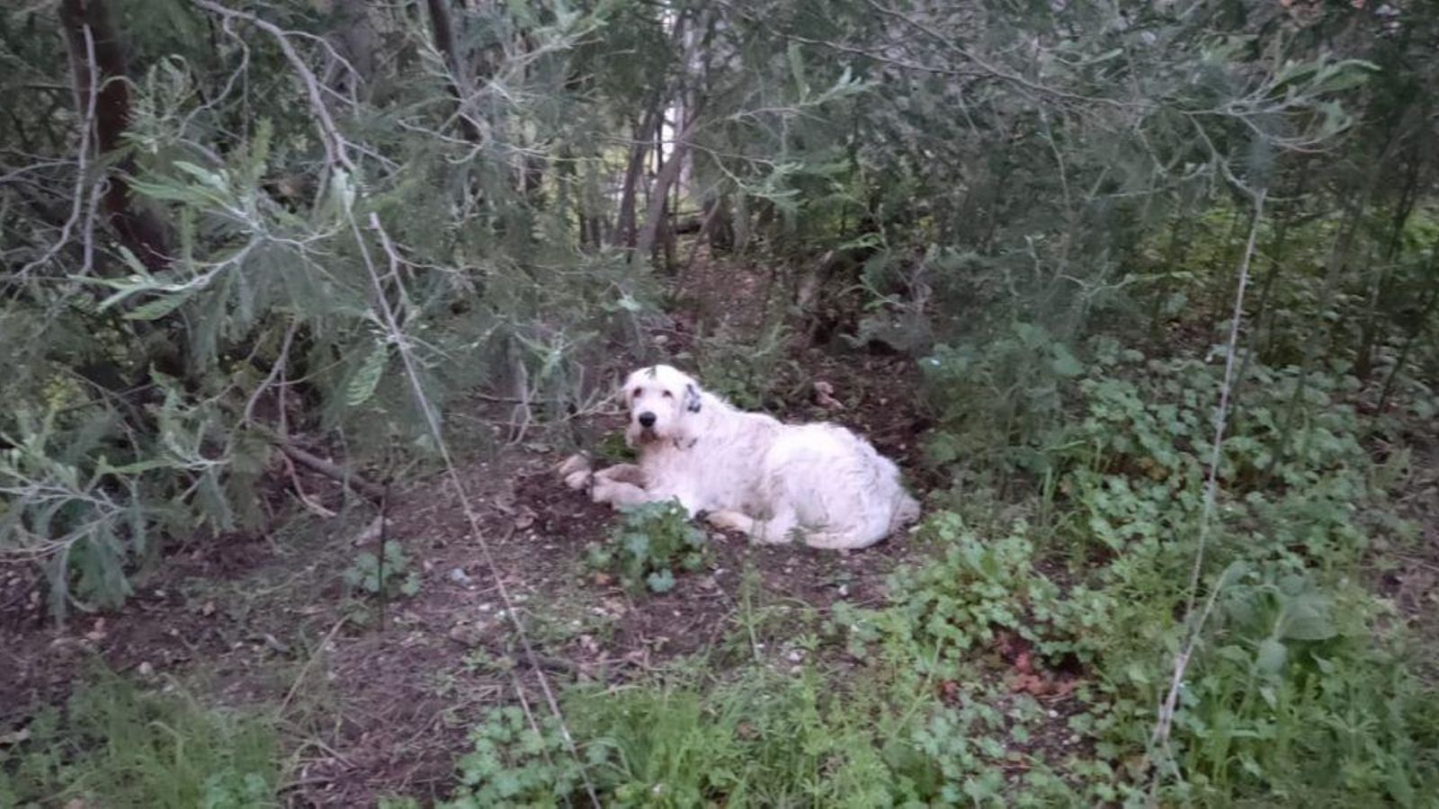 Pistón, tras ser encontrado por unos senderistas.