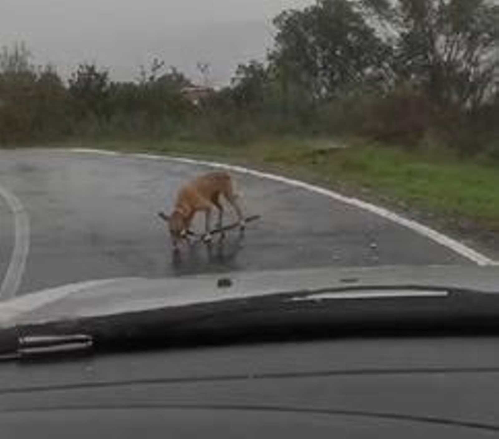 Captura del vídeo subido por Progape en el que se muestra el perro perdido
