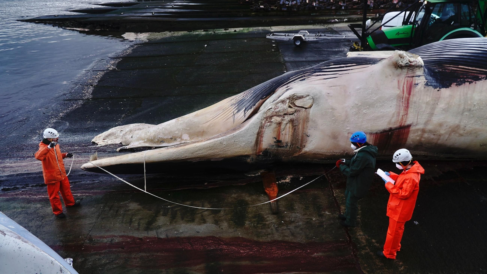 Maniobras para sacar a la ballena varada en el puerto de Oza, a 16 de diciembre de 2025, en Oza, A Coruña, Galicia