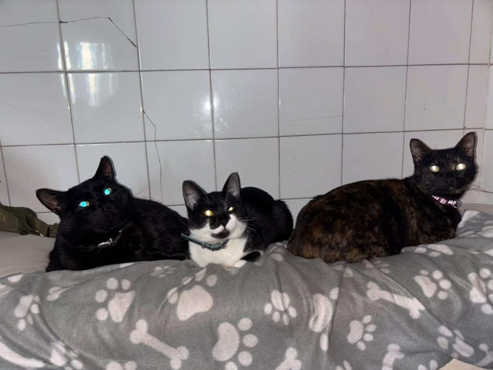 Negro, Hughie y Cleo