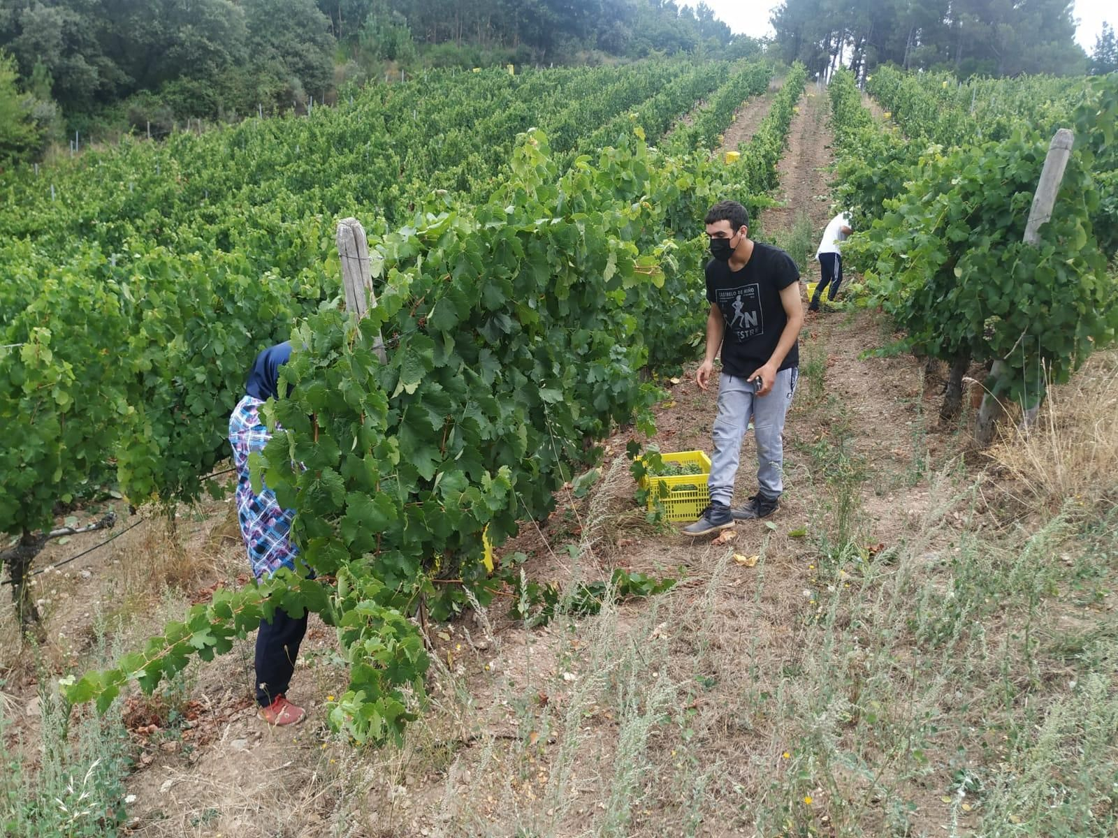 Empieza la vendimia en Valdeorras
