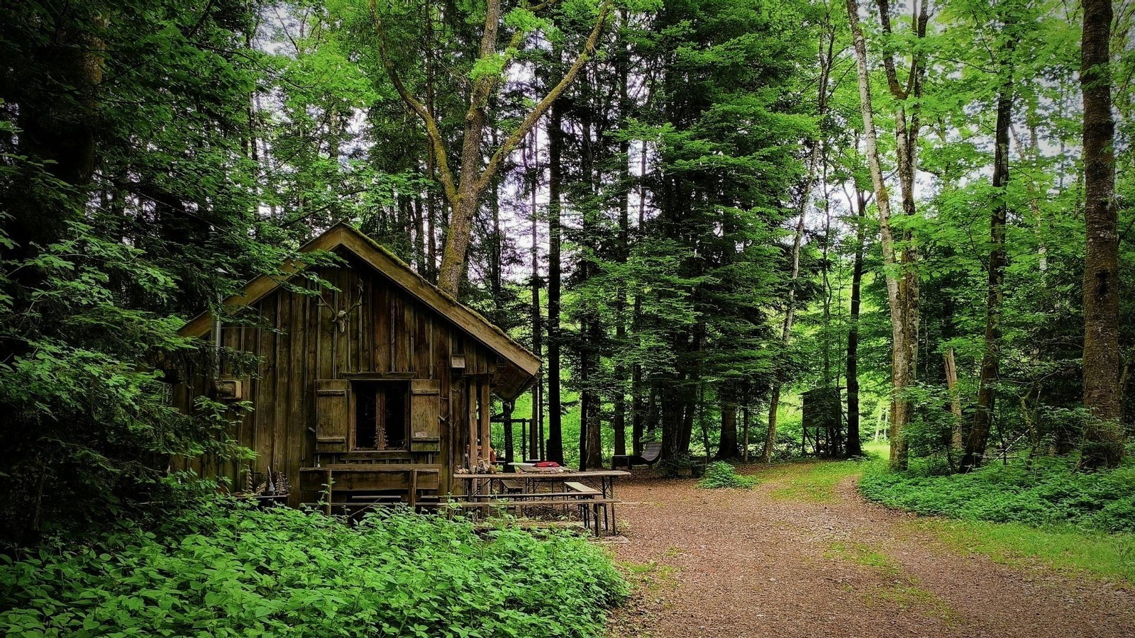 Una cabaña de madera en medio del bosque.