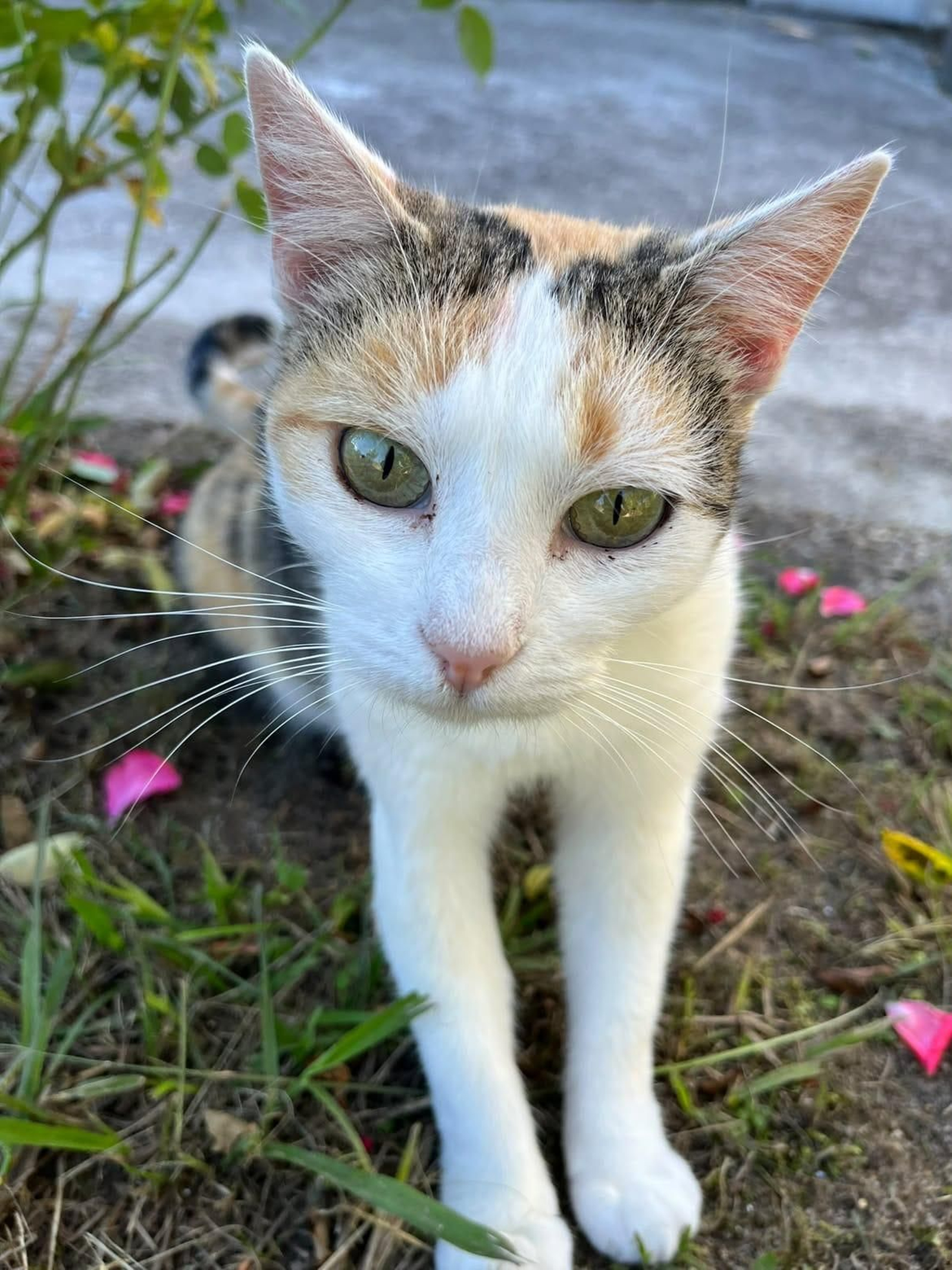 Mica