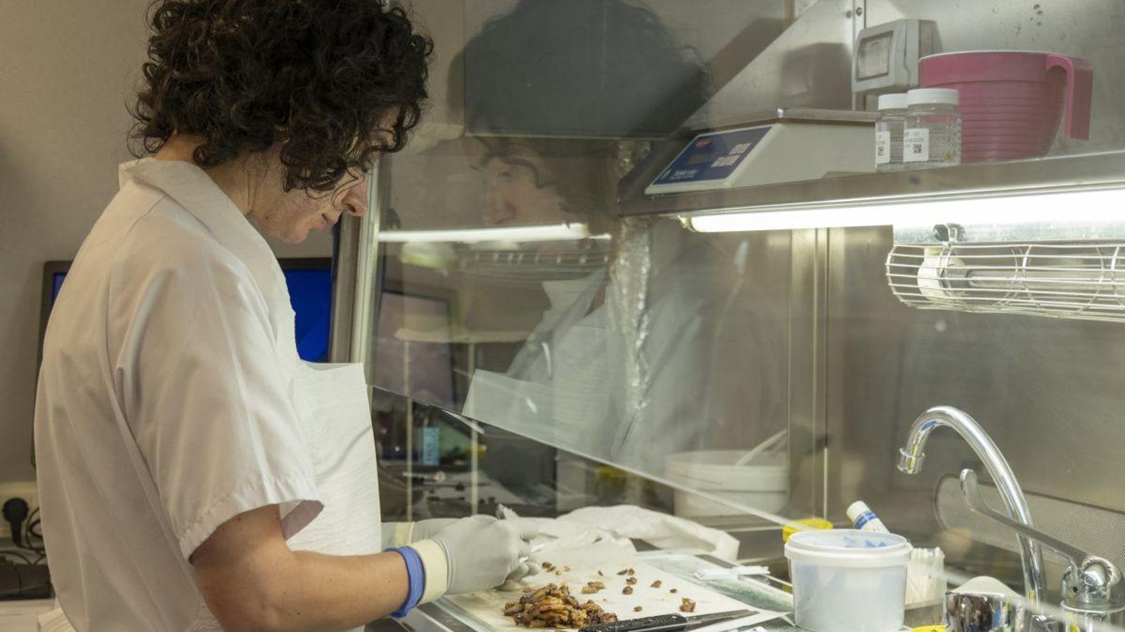 El primer paso del proceso es el tallado, cortar trozos del sujeto de estudio para elaborar las preparaciones.