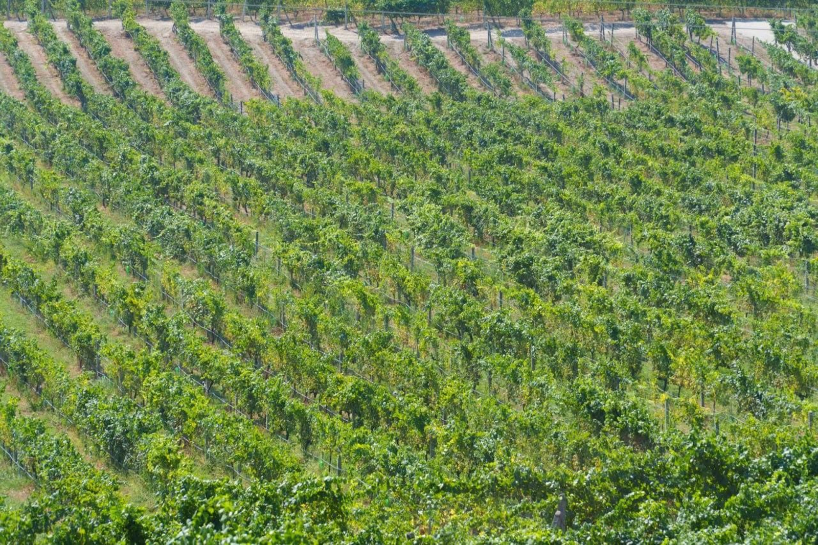 Galería | El calor adelanta la vendimia en las Rías Baixas