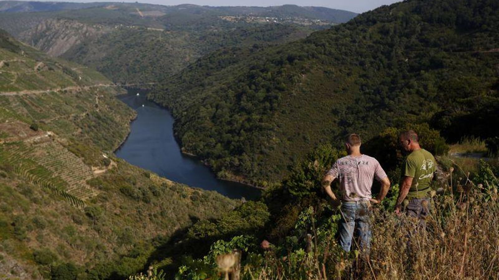 Amandi (Sober). 28/08/2019. Vendimia en la ribeira Sacra con da bodega Damm, primera en hacerlo en toda Galicia. En la foto Jorge Carnero y  Martin Damm en la viña cerca de Doade. Foto: Xesús Fariñas