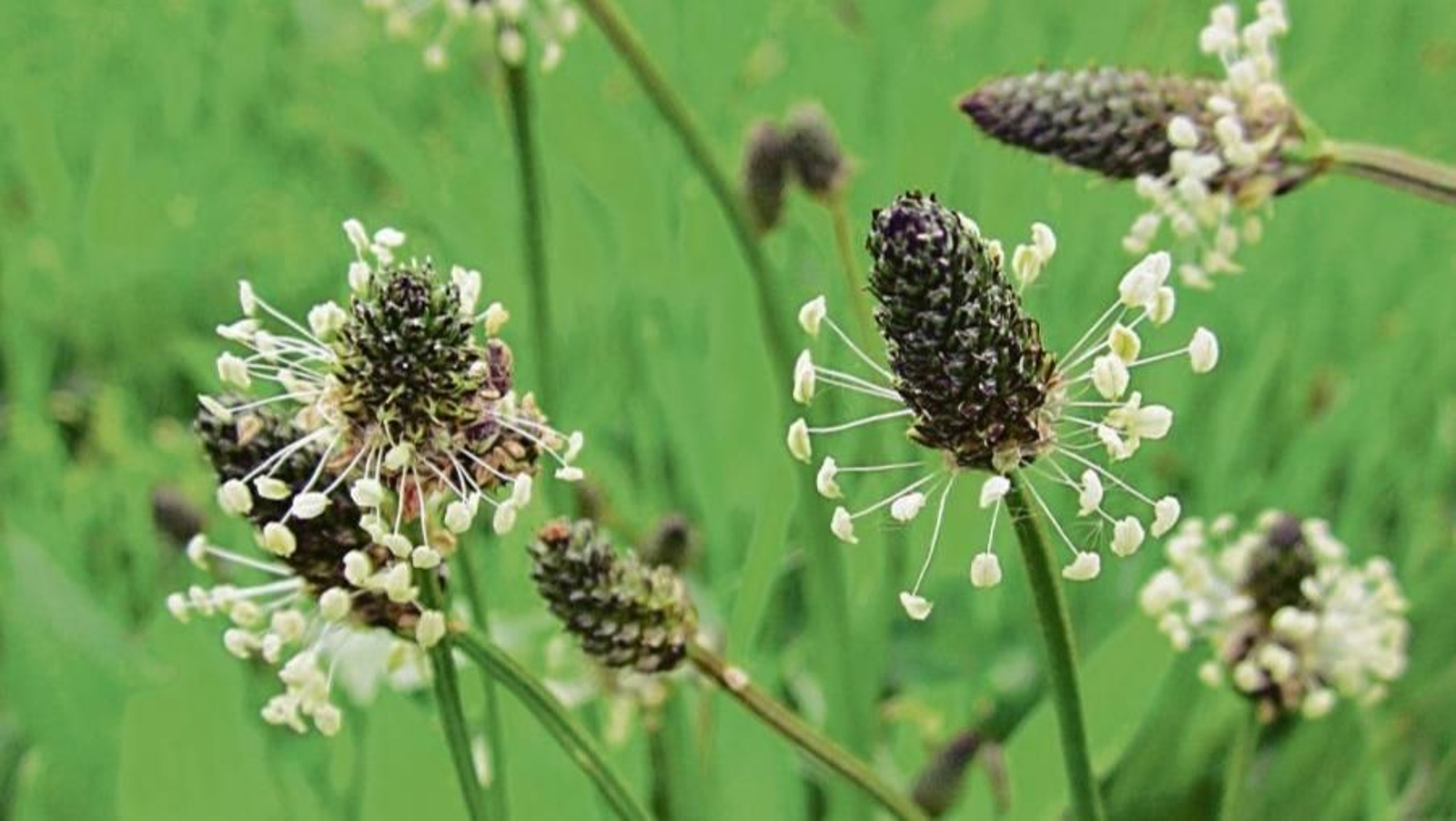 Plantago lanceolata.