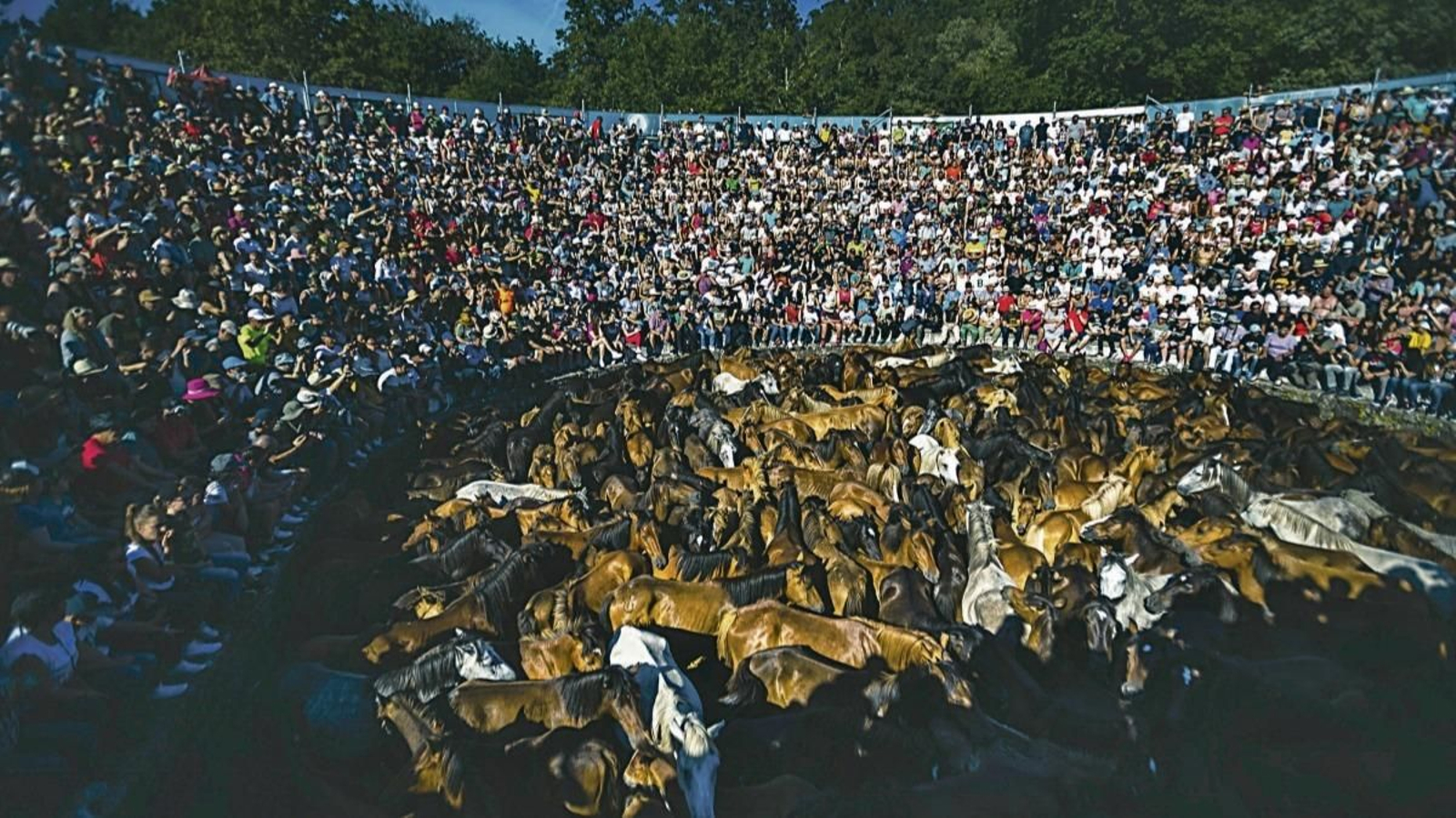 La primera jornada de “A Rapa das Bestas” que se celebró ayer congregó numeroso público en el recinto.