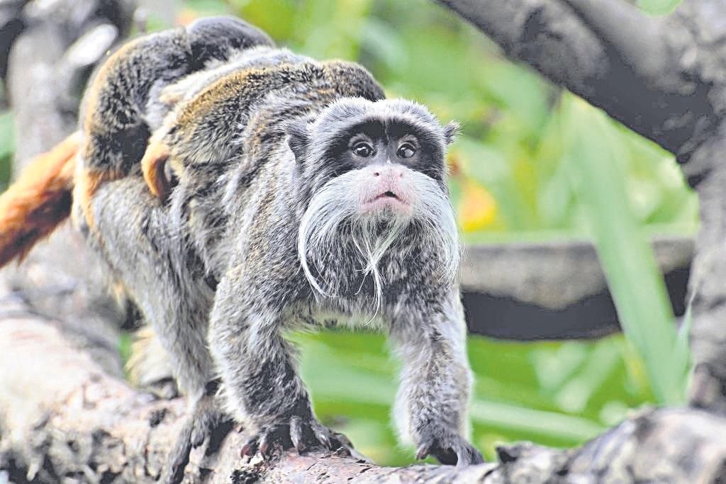 Uno de los monos recién nacidos de la especie tití emperador.