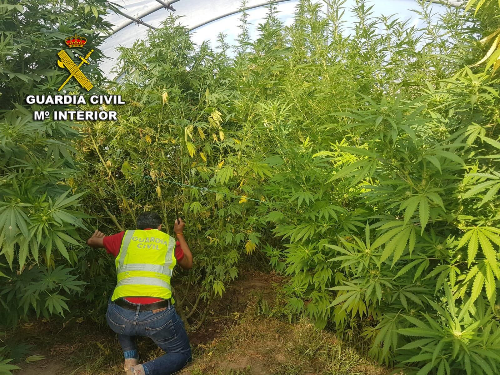 Se aprehendieron 20 plantas de cannabis y se investiga a los responsables por un delito contra la salud pública.