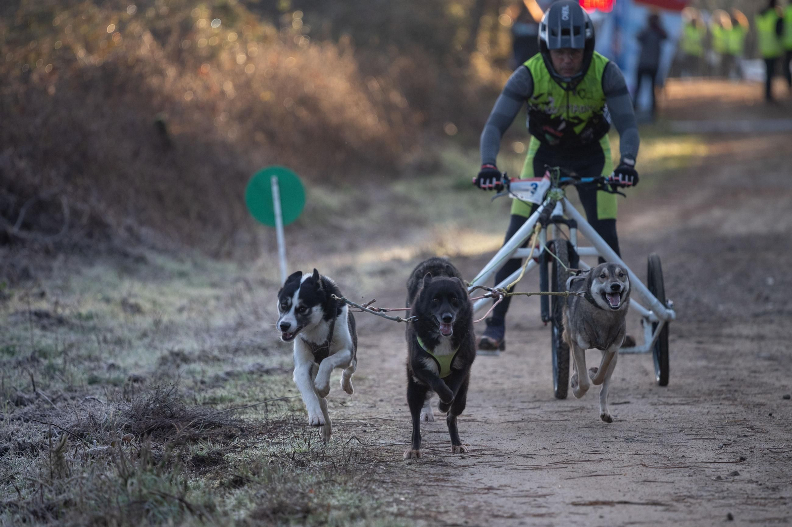 Galería | El mushing acerca los deportes de invierno a Ourense