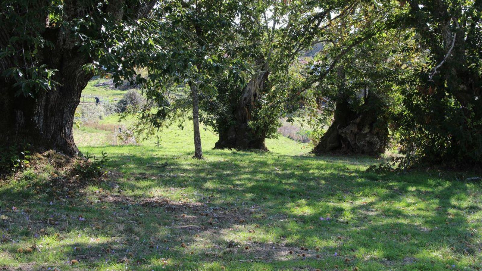 Un souto en Riós con castaños centenarios.