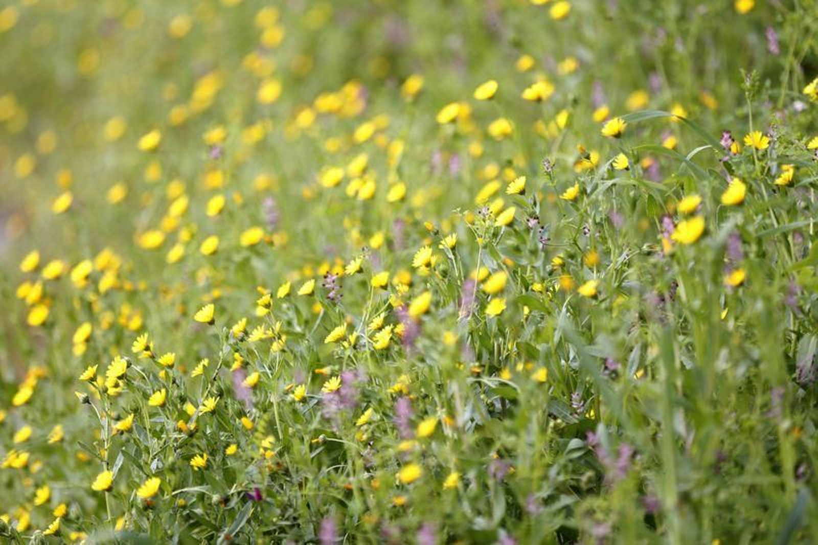 La primavera anticipada provoca la floración de árboles y cultivos // FOTO: XESÚS FARIÑAS