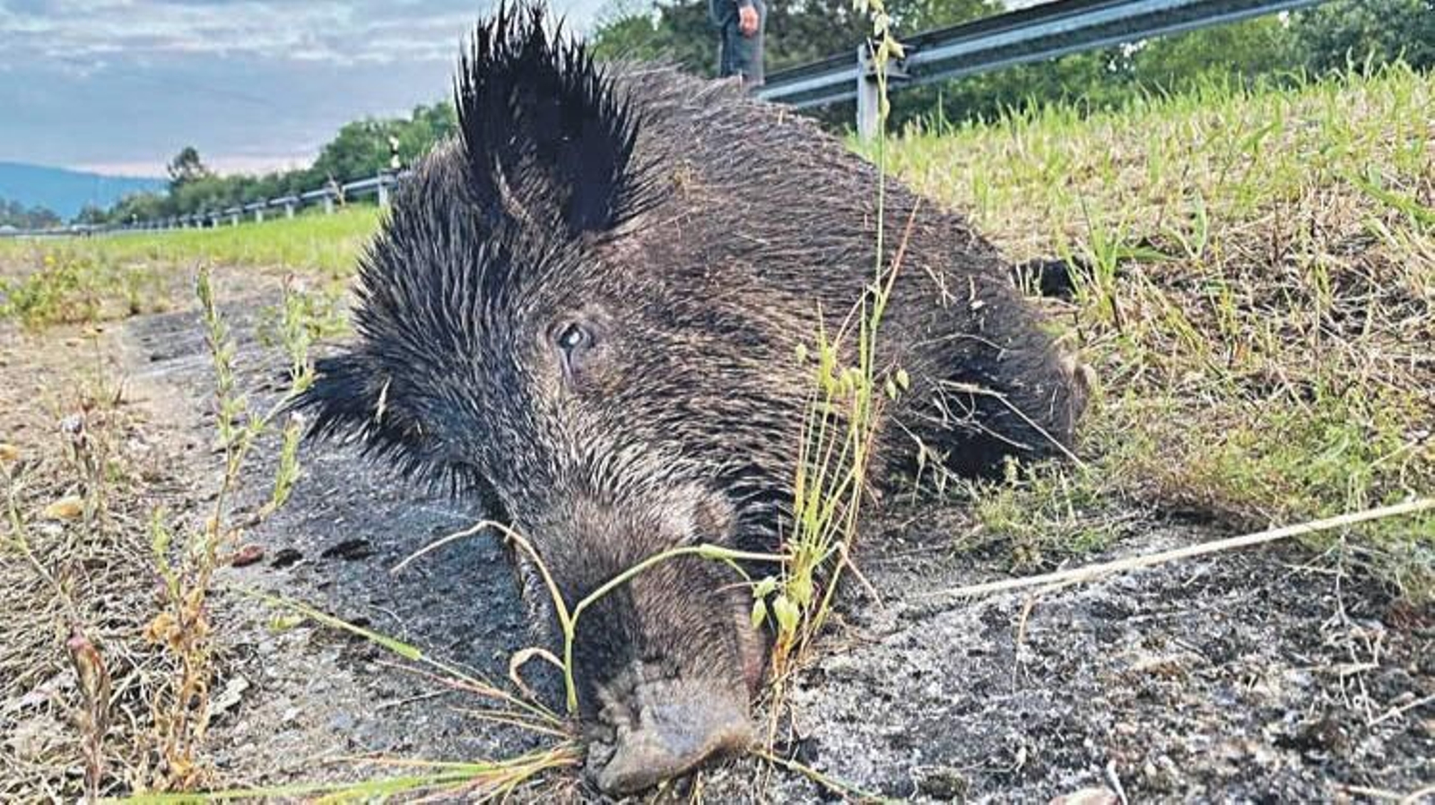 Un jabalí arrollado en la A-52, cerca del túnel de Alongos.