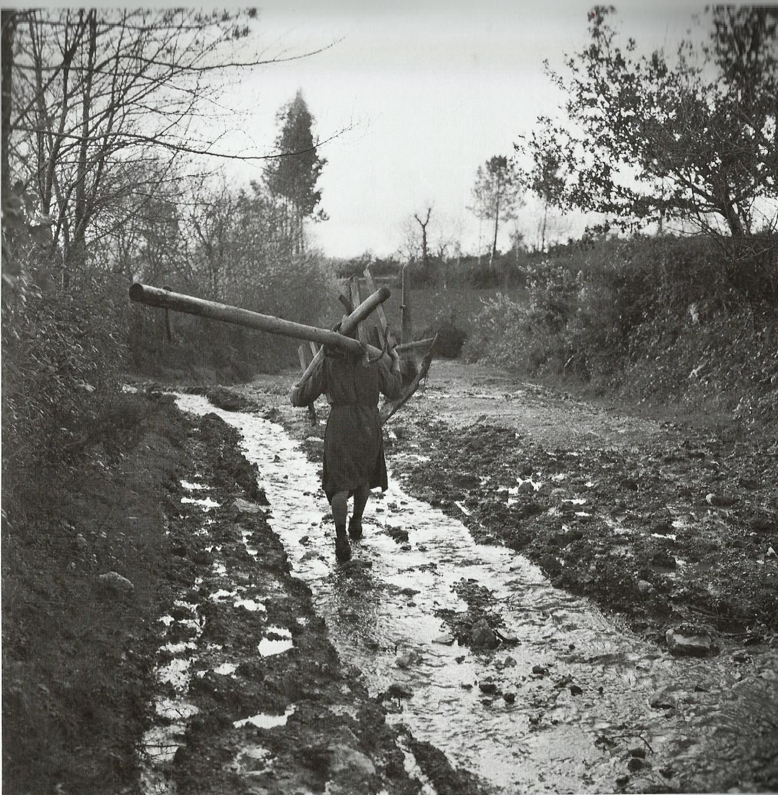 Labradora con arado y yugo a cuestas, en Ardemil.