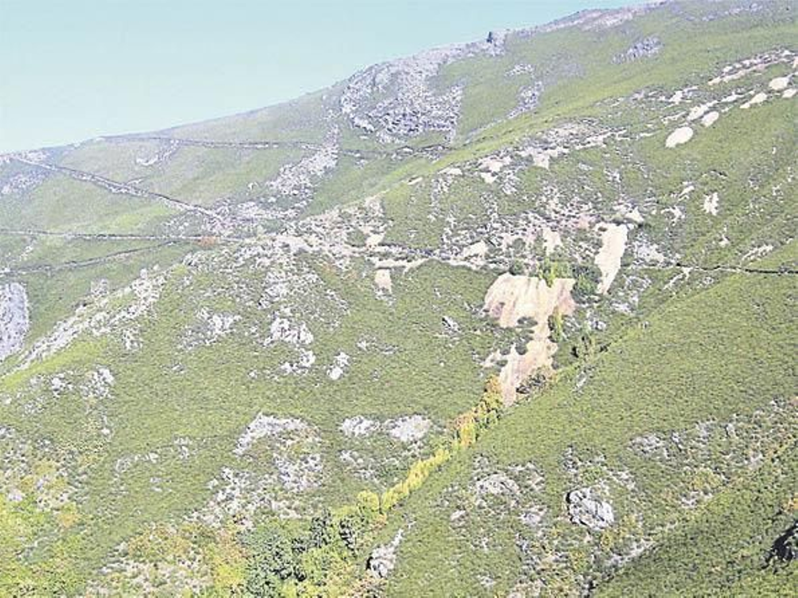 Estas montañas nuestras ya cuentan con un inquilino más, el oso, que nunca entrará en competencia con el lobo.