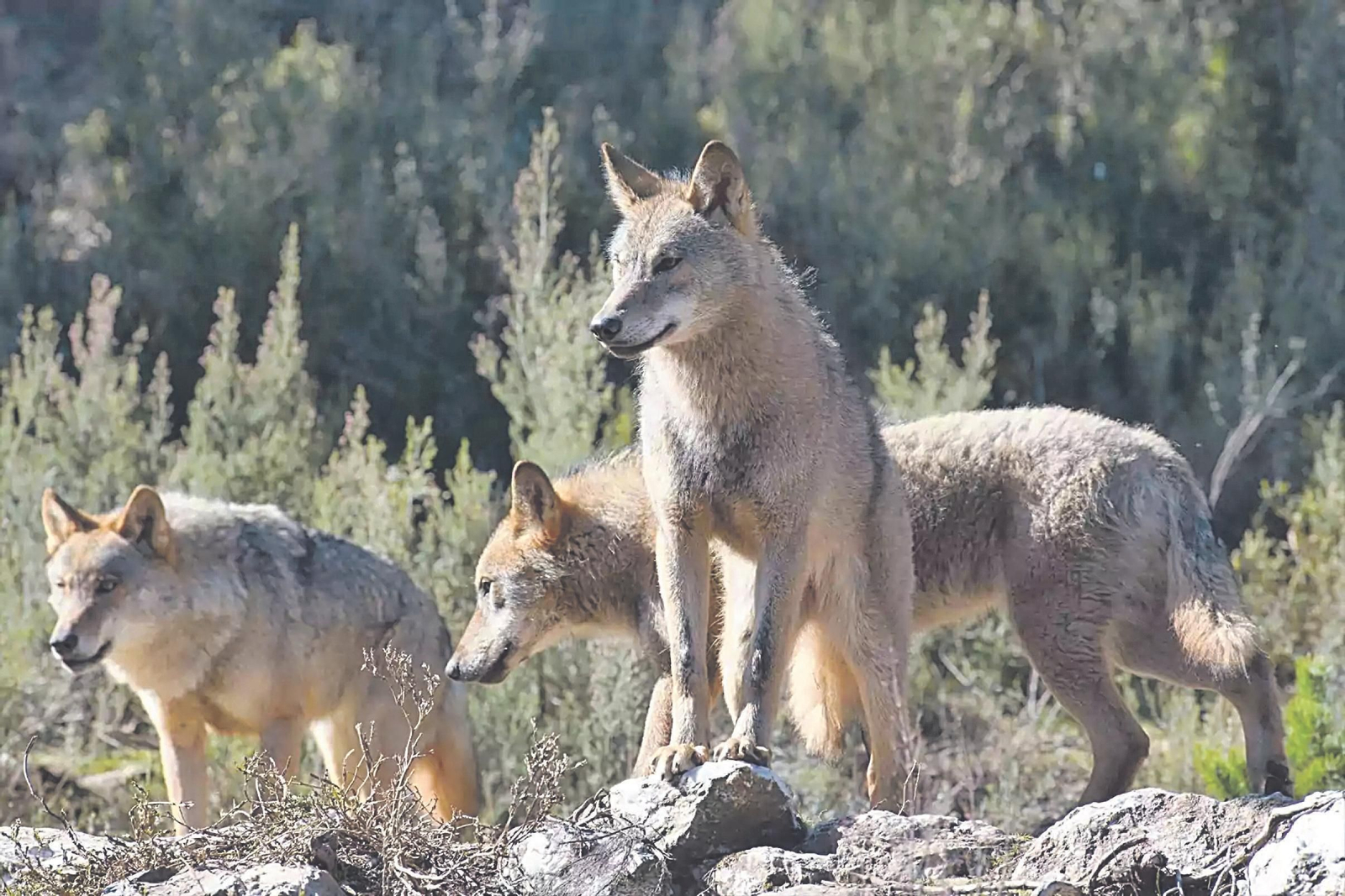 Ejemplares de lobo ibérico en las montañas de Cantabria.