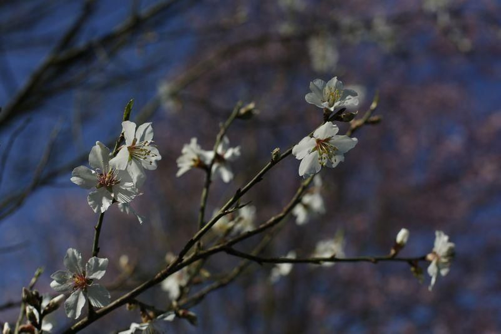 La primavera anticipada provoca la floración de árboles y cultivos // FOTO: XESÚS FARIÑAS
