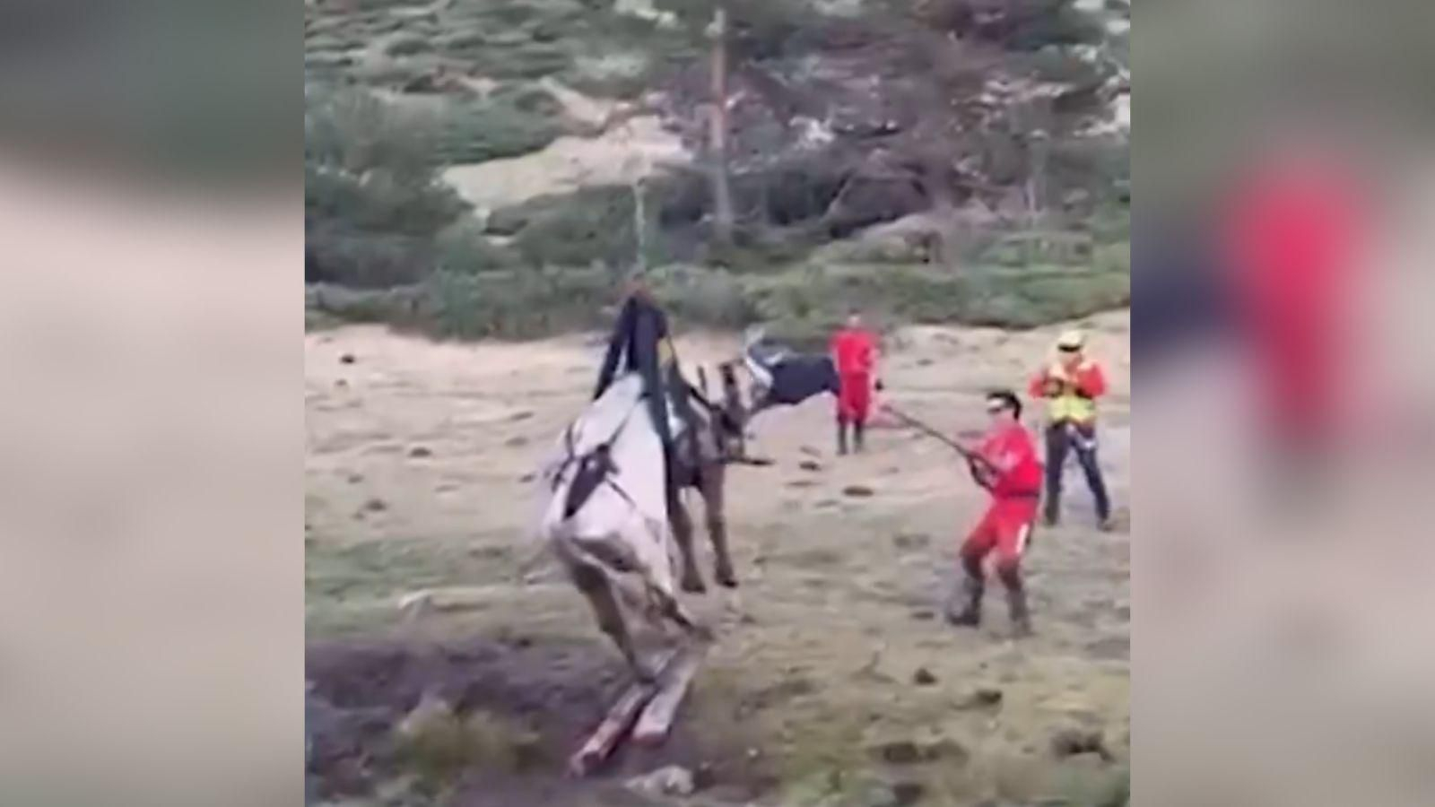 Imagen del rescate de la vaca