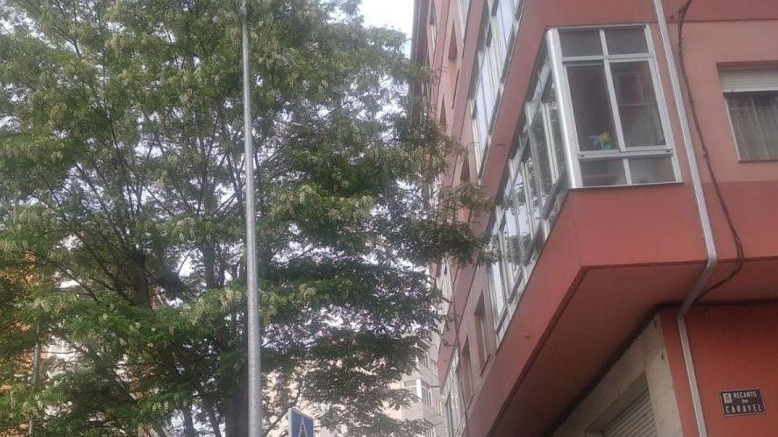 Árbol entrando en los pisos de A Cuña.