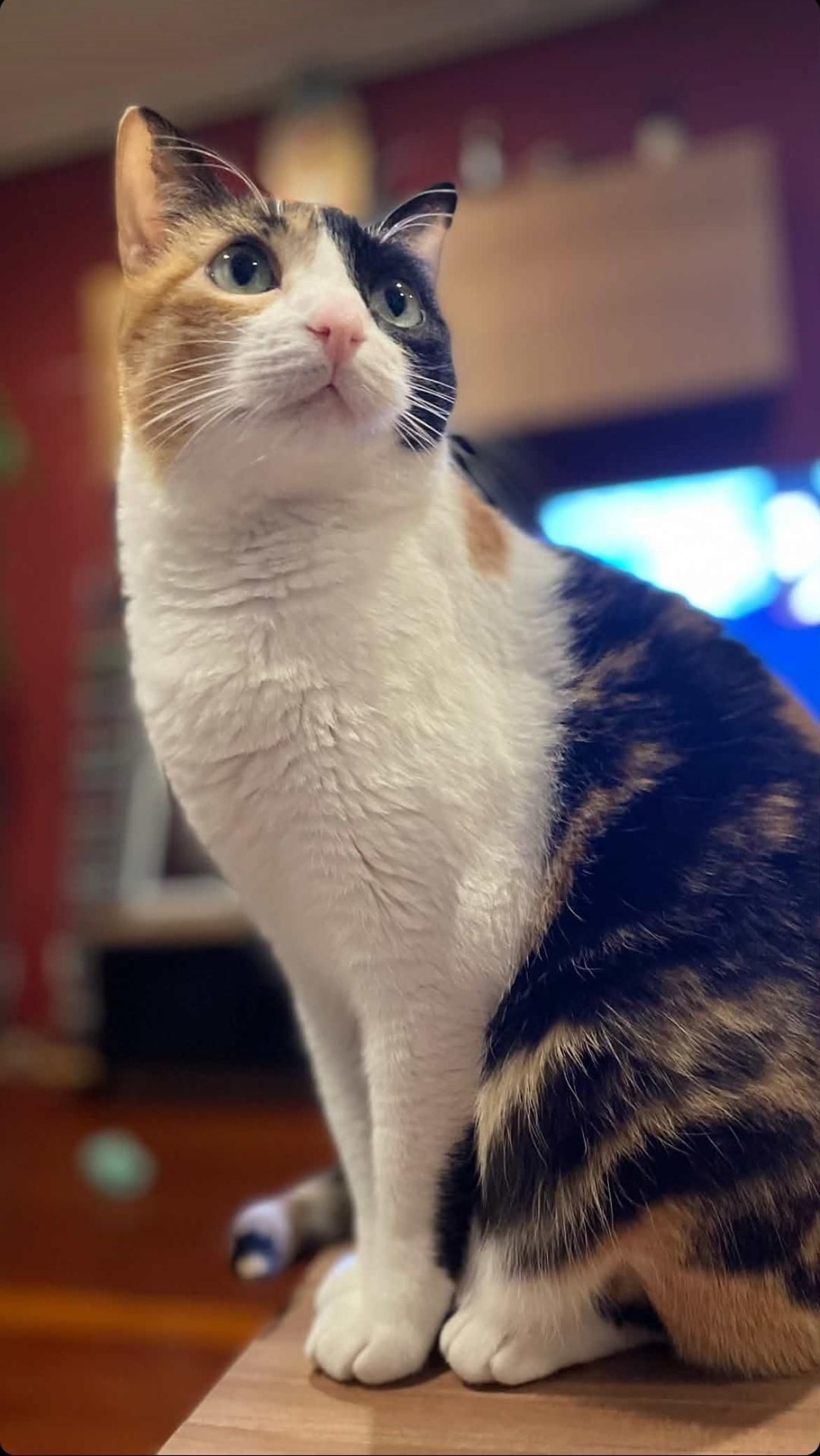 Khalessi