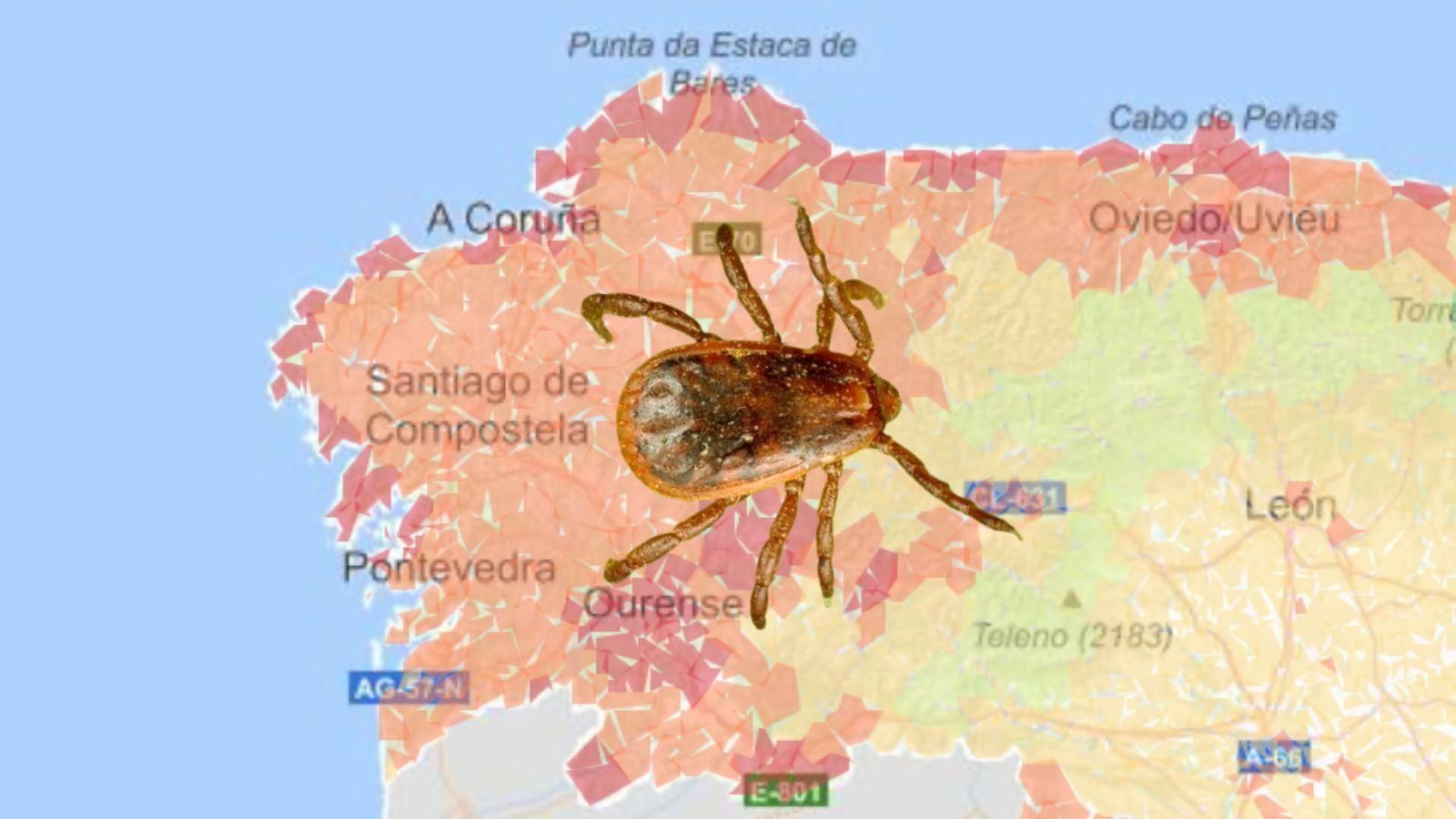 La garrapata Rhipicephalus, una de las especies más extendidas en Galicia.