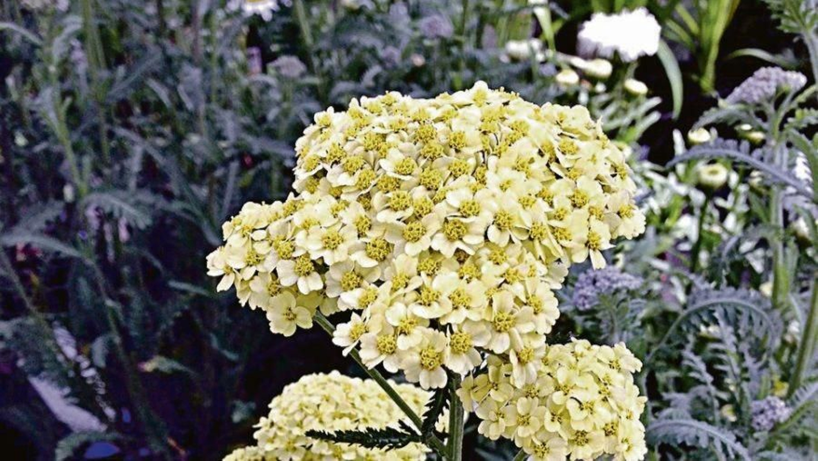 Un ejemplar lleno de pequeñas flores amarillas.