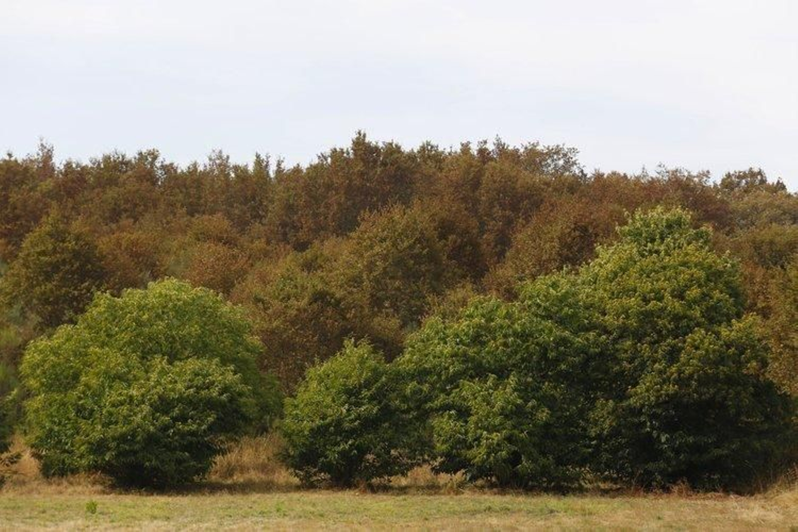 En la imagen de observa alguno de los ejemplares afectados en Tapada de Bouzas, Pereiro.