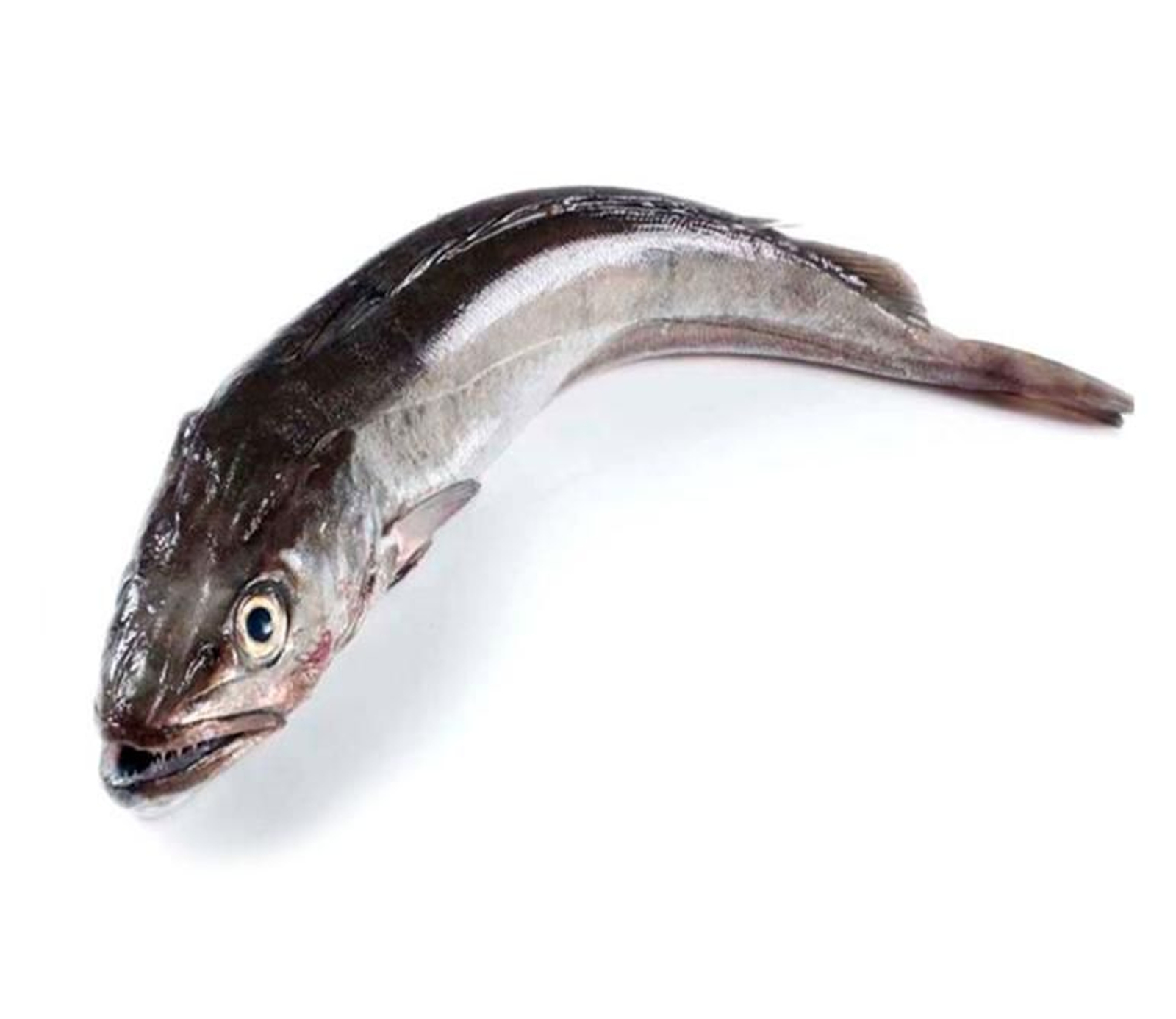 merluza-de-pincho-entera-pescaderias-los-alonso