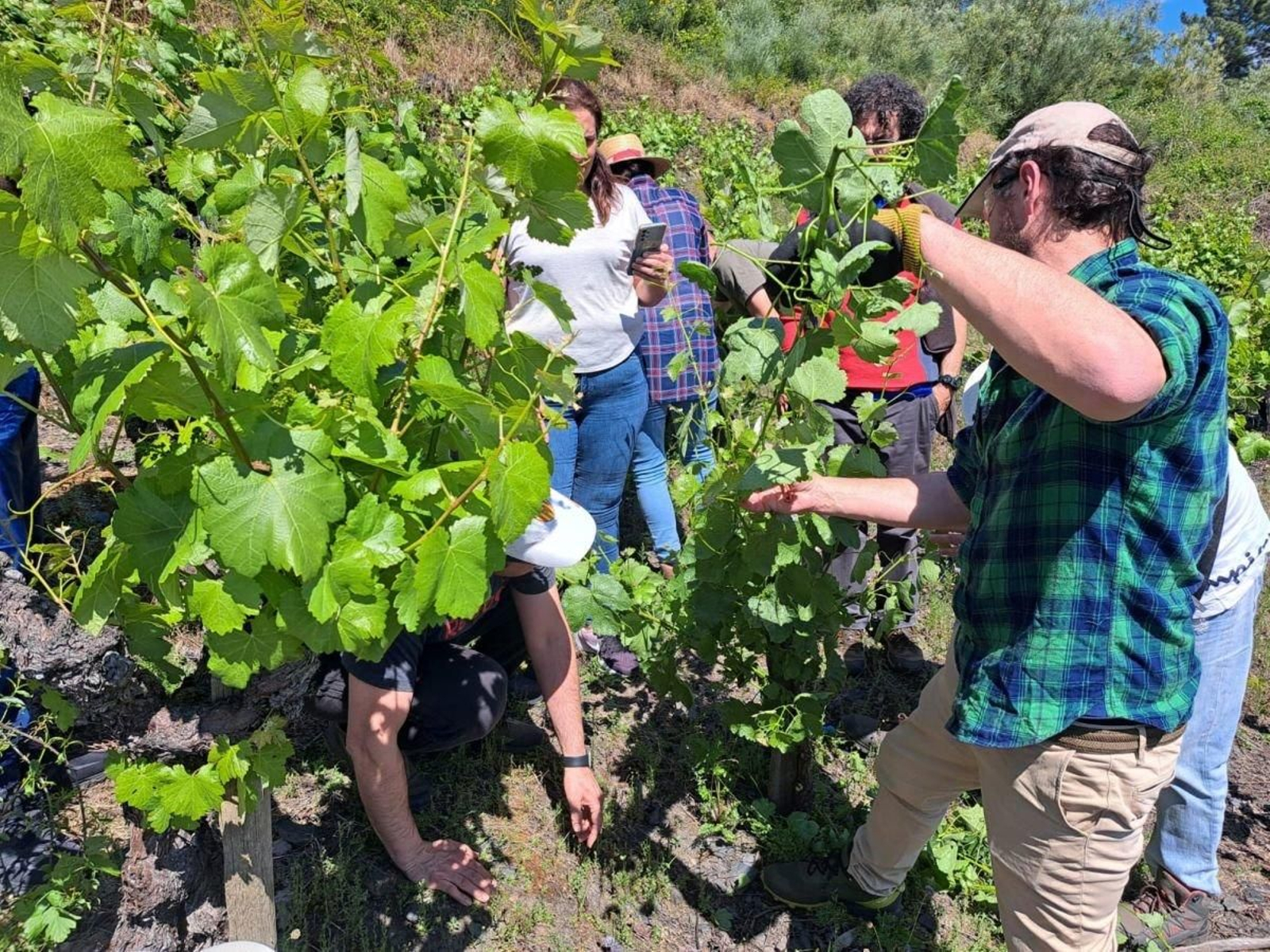 Los participantes reciben indicaciones en la viña.