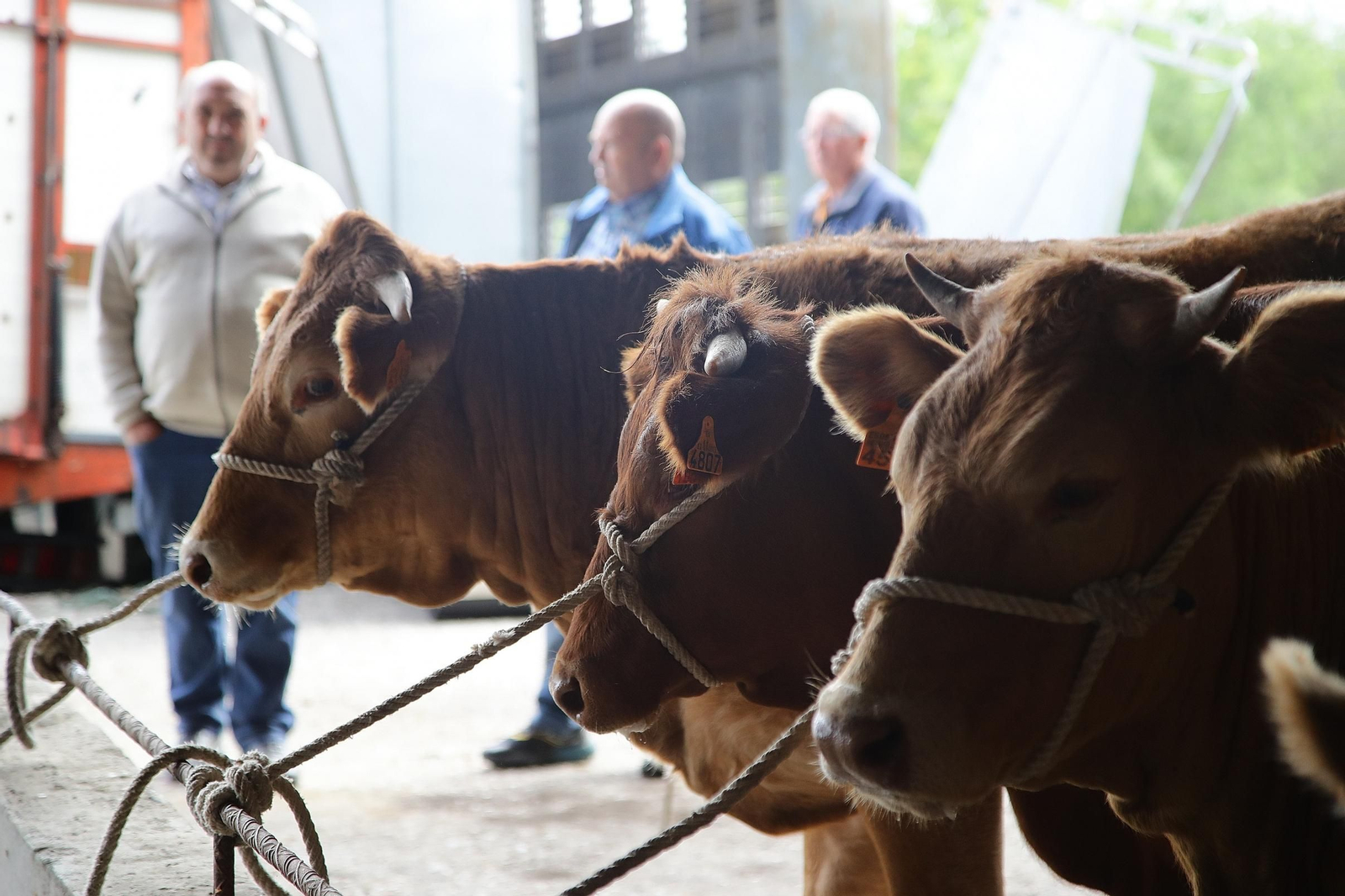 Galería | Ganaderos y tratantes celebran el regreso de la feria de ganado en Castro Caldelas, en fotos