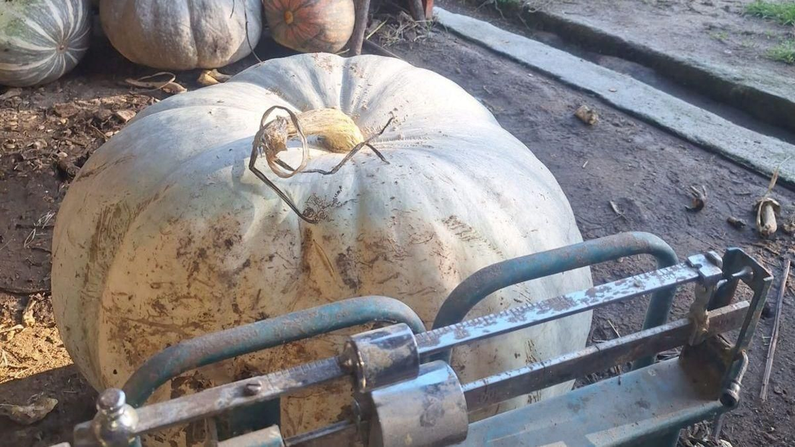 La calabaza de 60 kilos
