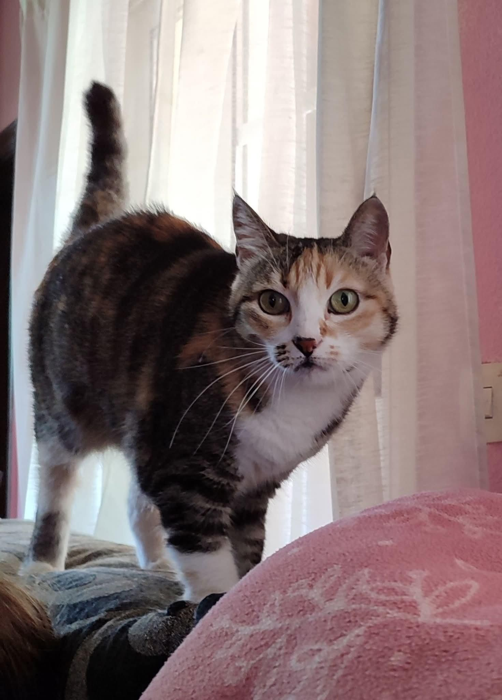 Bella