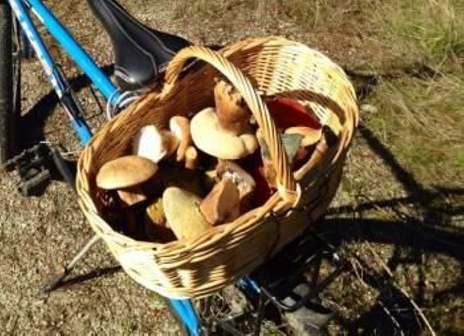 Los aficionados salen al monte en estos días en busca de setas. (Foto: MARCOS ATRIO)