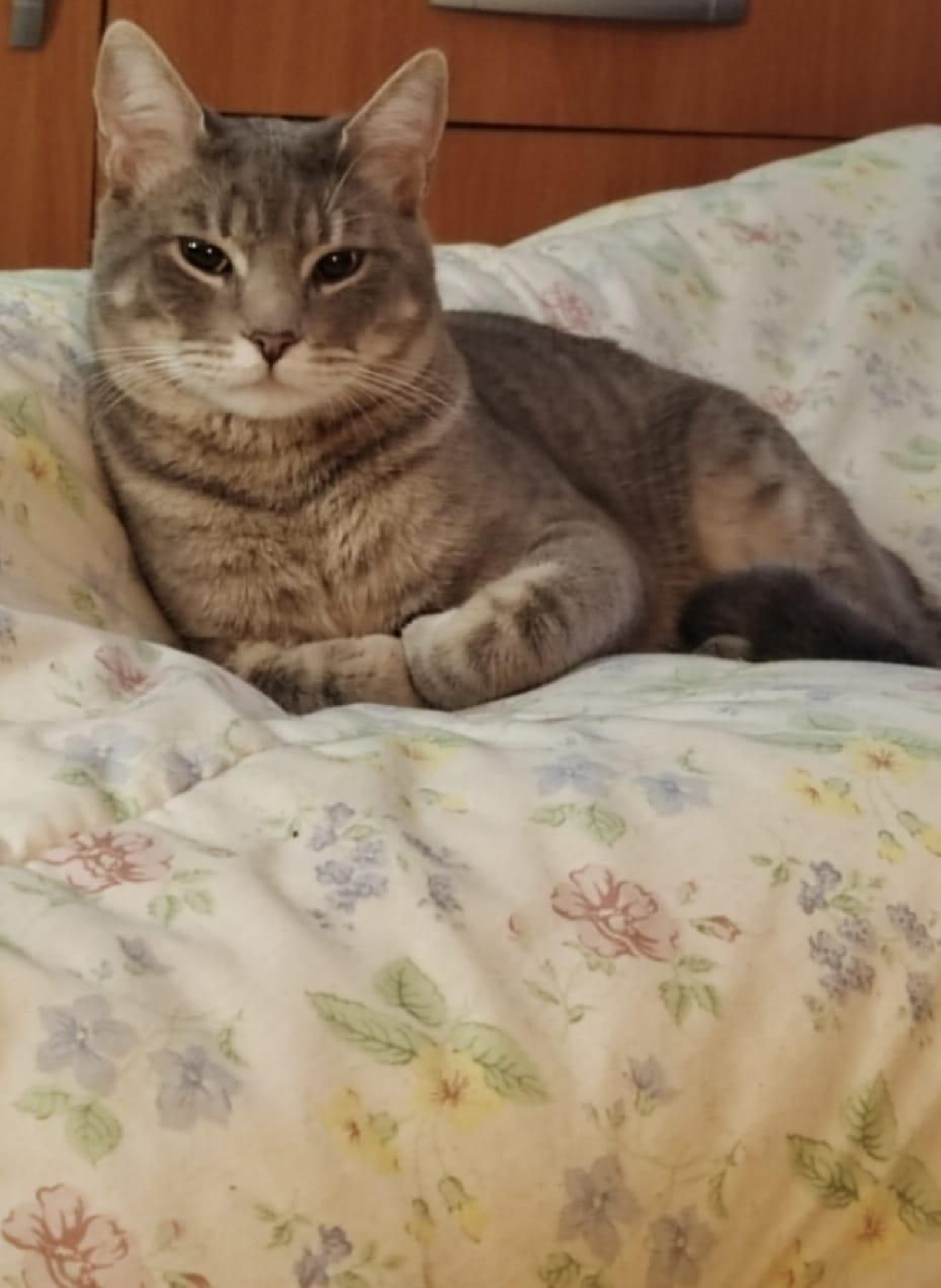 Apolo