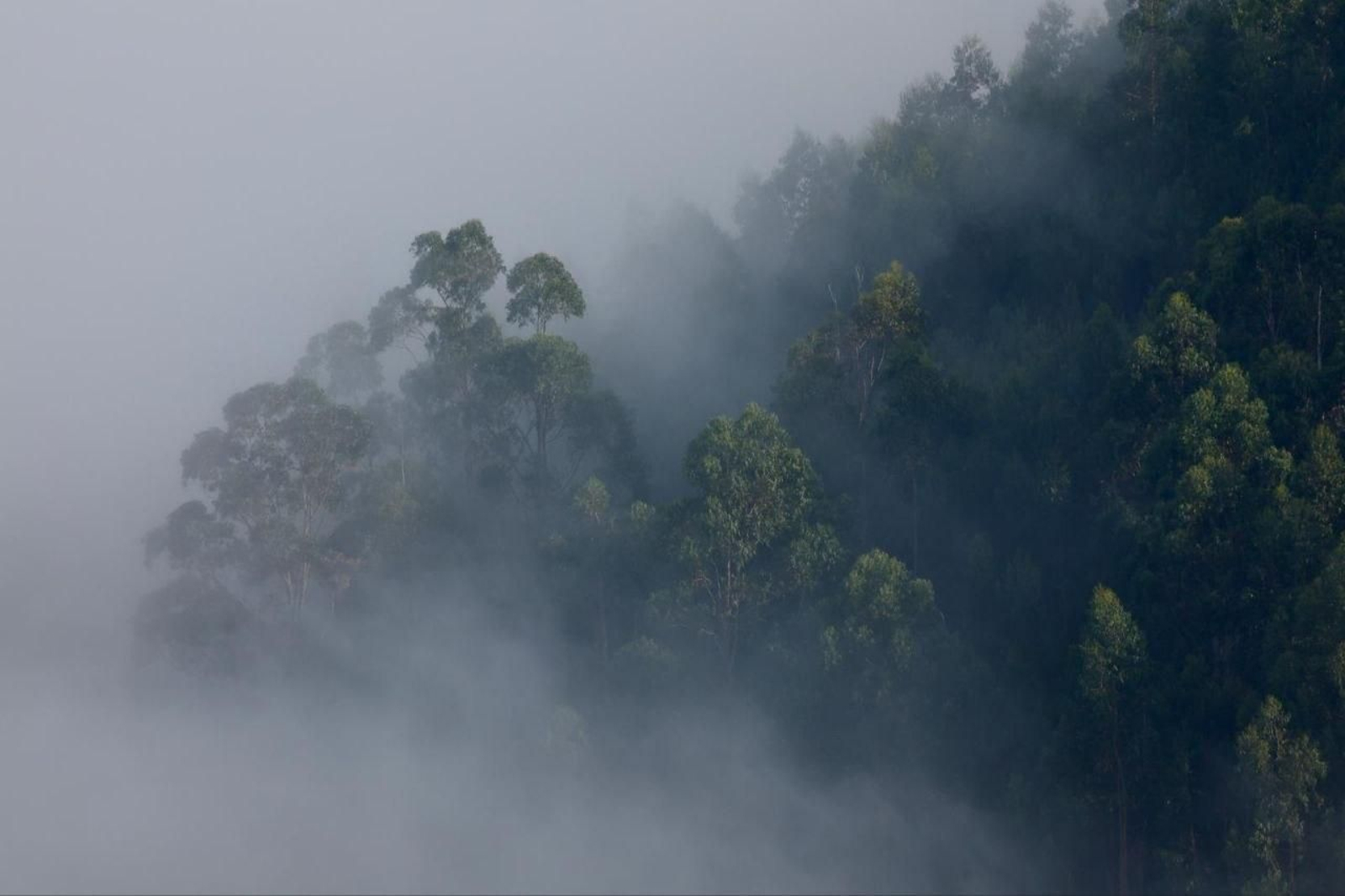 Galería | Un manto de niebla despierta a la Ría de Vigo tras la ola de calor
