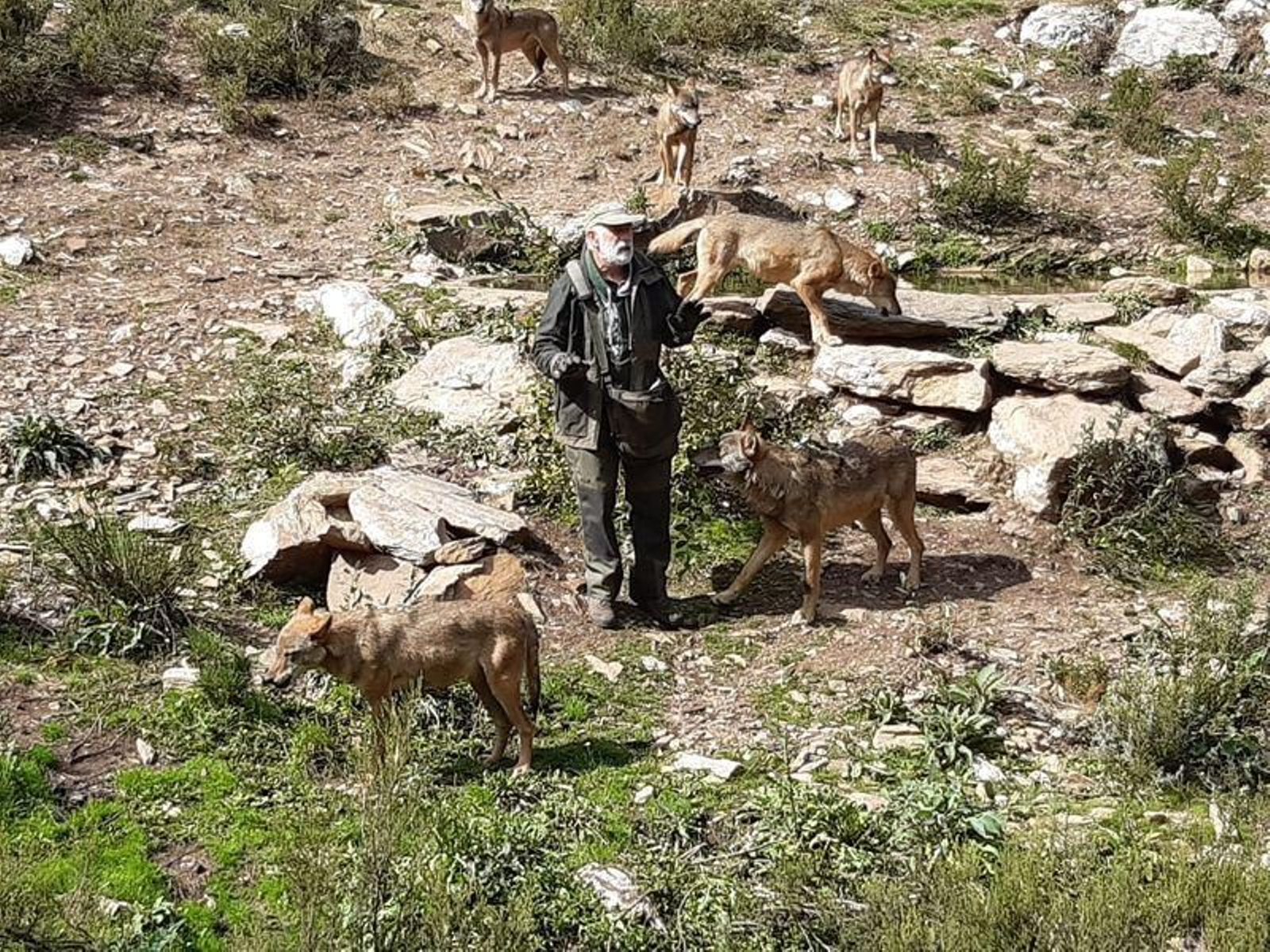 Carlos Sanz, biólogo del centro lobuno de Sanabria , que formó en equipo de Félix Rodríguez de la Fuente, dando de comer a los lobos en semicautividad.