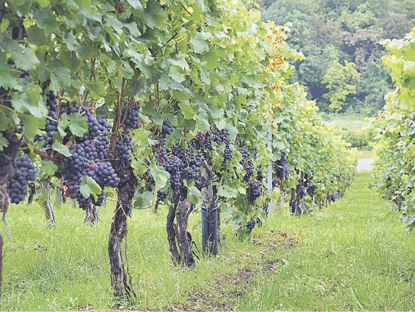 Racimos listos para vendimiar en una hilera de vides.